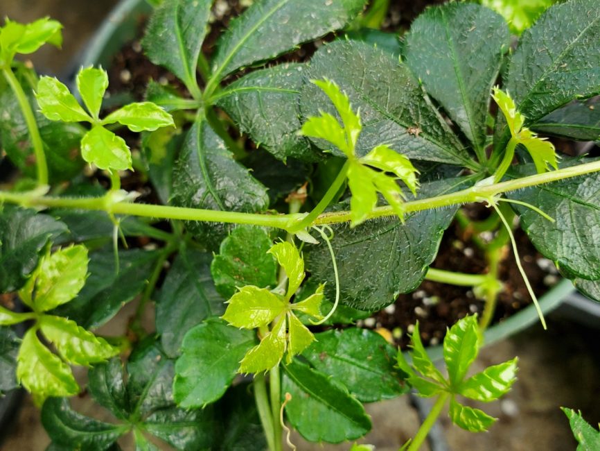 Sugar vine trailing plant with medium growth rate for windowsills by Studley Flower Gardens