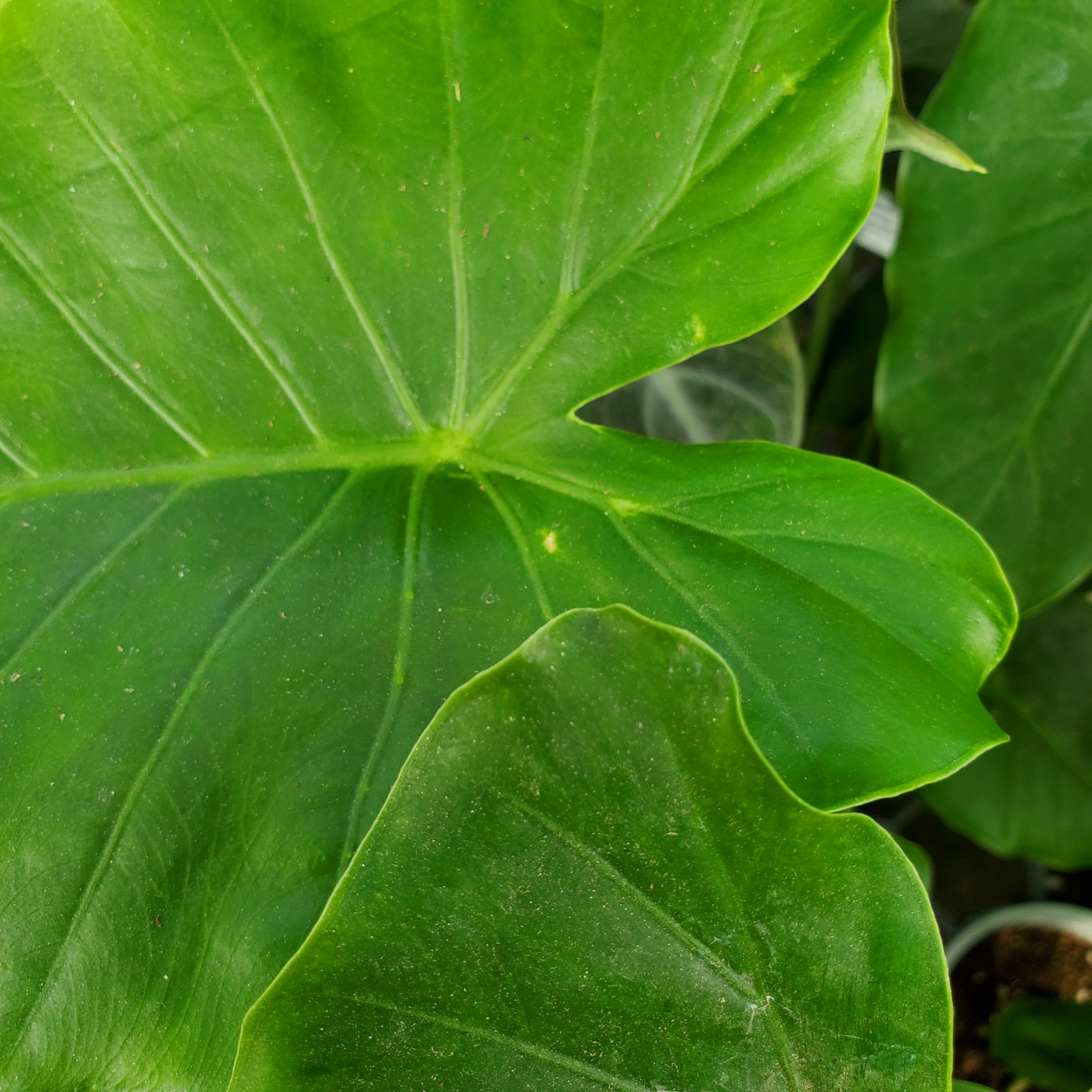 California Alocasia plant with large green leaves in partial shade by Studley Flower Gardens