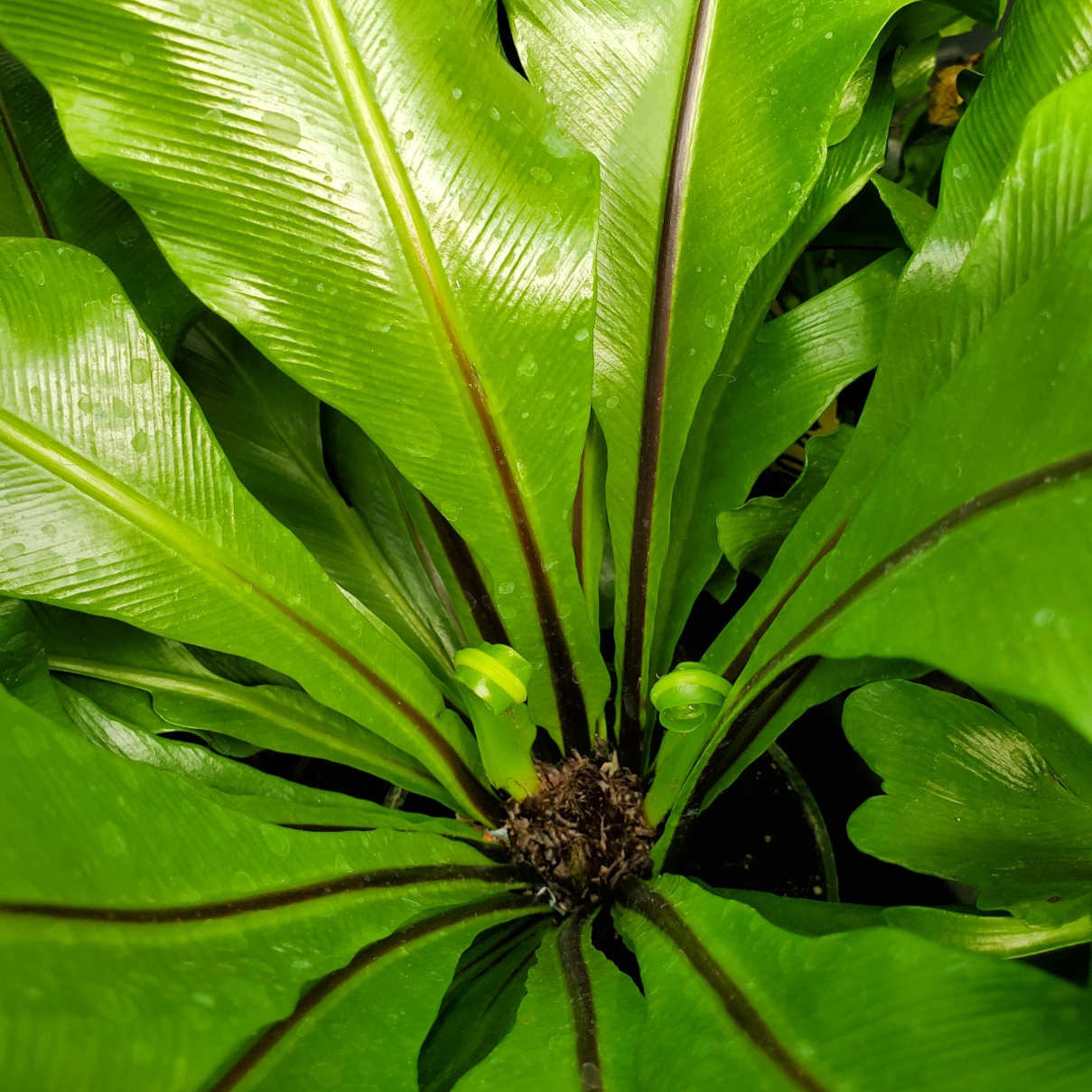 bird’s nest fern with wide glossy green fronds in partial shade by Studley Flower Gardens