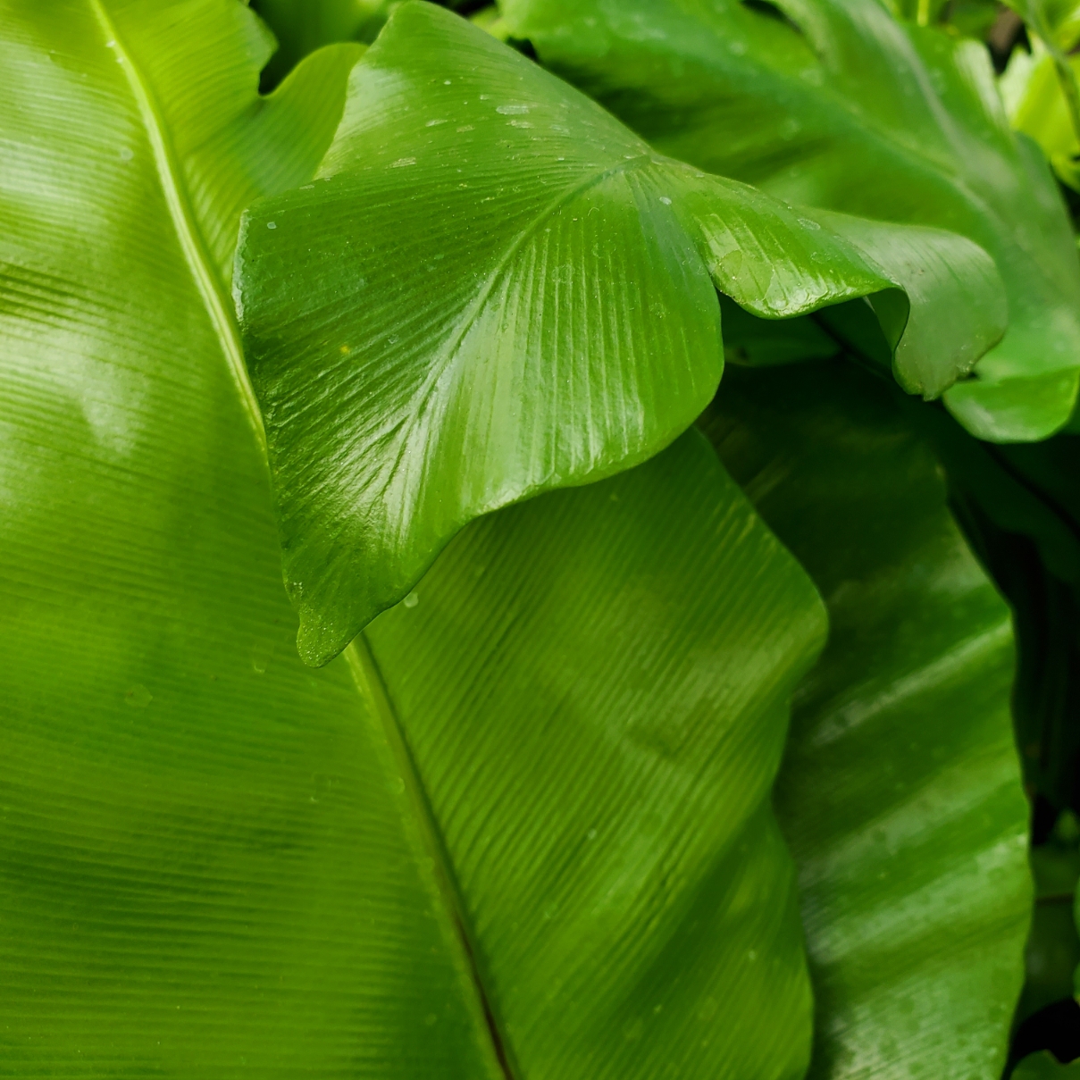 bird’s nest fern with lush green fronds in natural light by Studley Flower Gardens