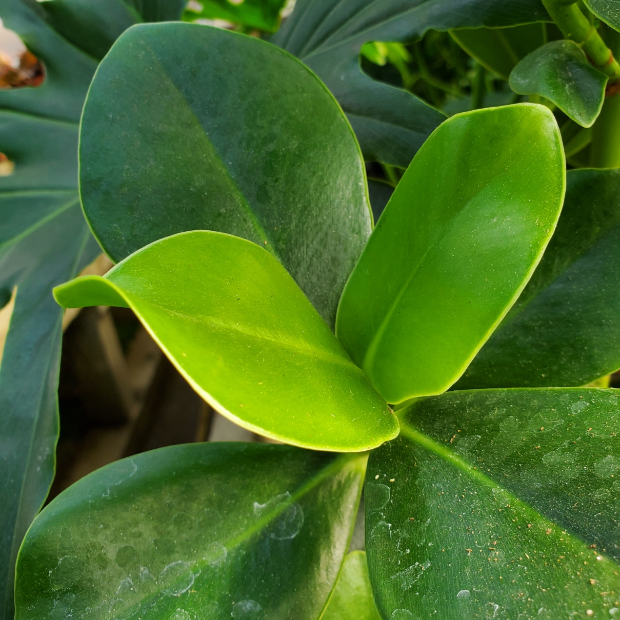 Autograph tree with thick paddle-like green leaves in a 4.5 inch pot by Studley Flower Gardens