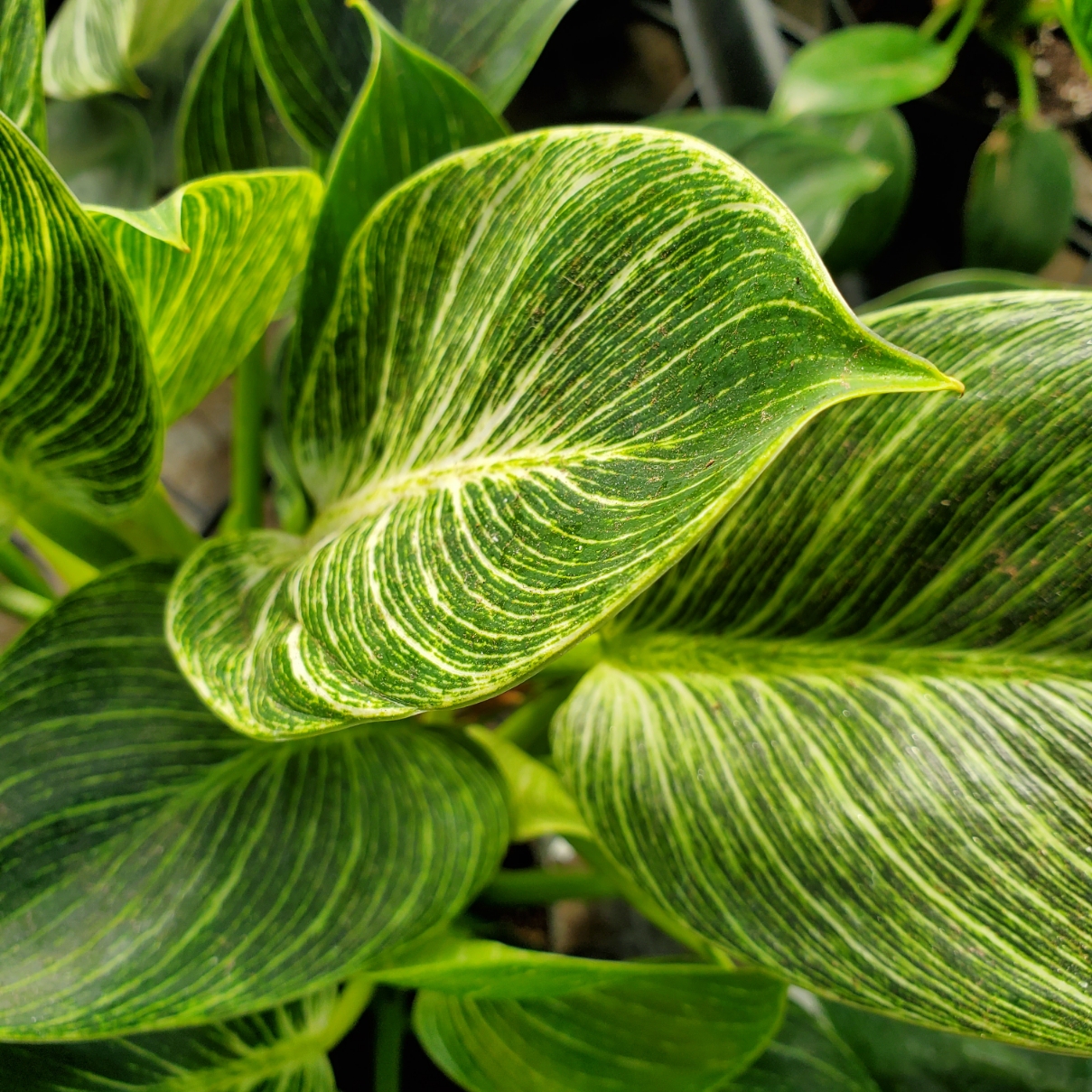 Birkin philodendron with variegated leaves in natural light by Studley Flower Gardens
