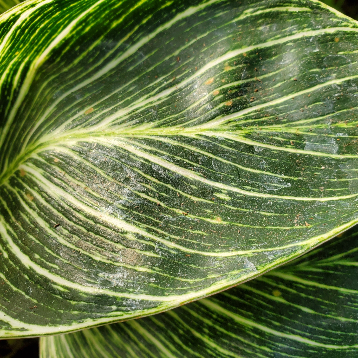 Birkin philodendron with variegated leaves and medium growth rate by Studley Flower Gardens