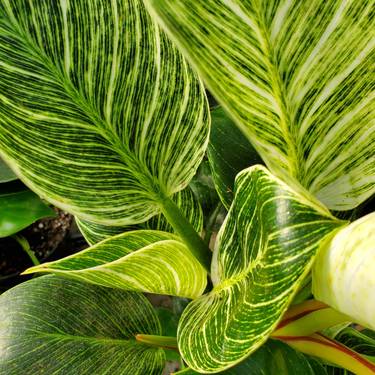 Birkin philodendron with dark green and creamy white variegated leaves by Studley Flower Gardens