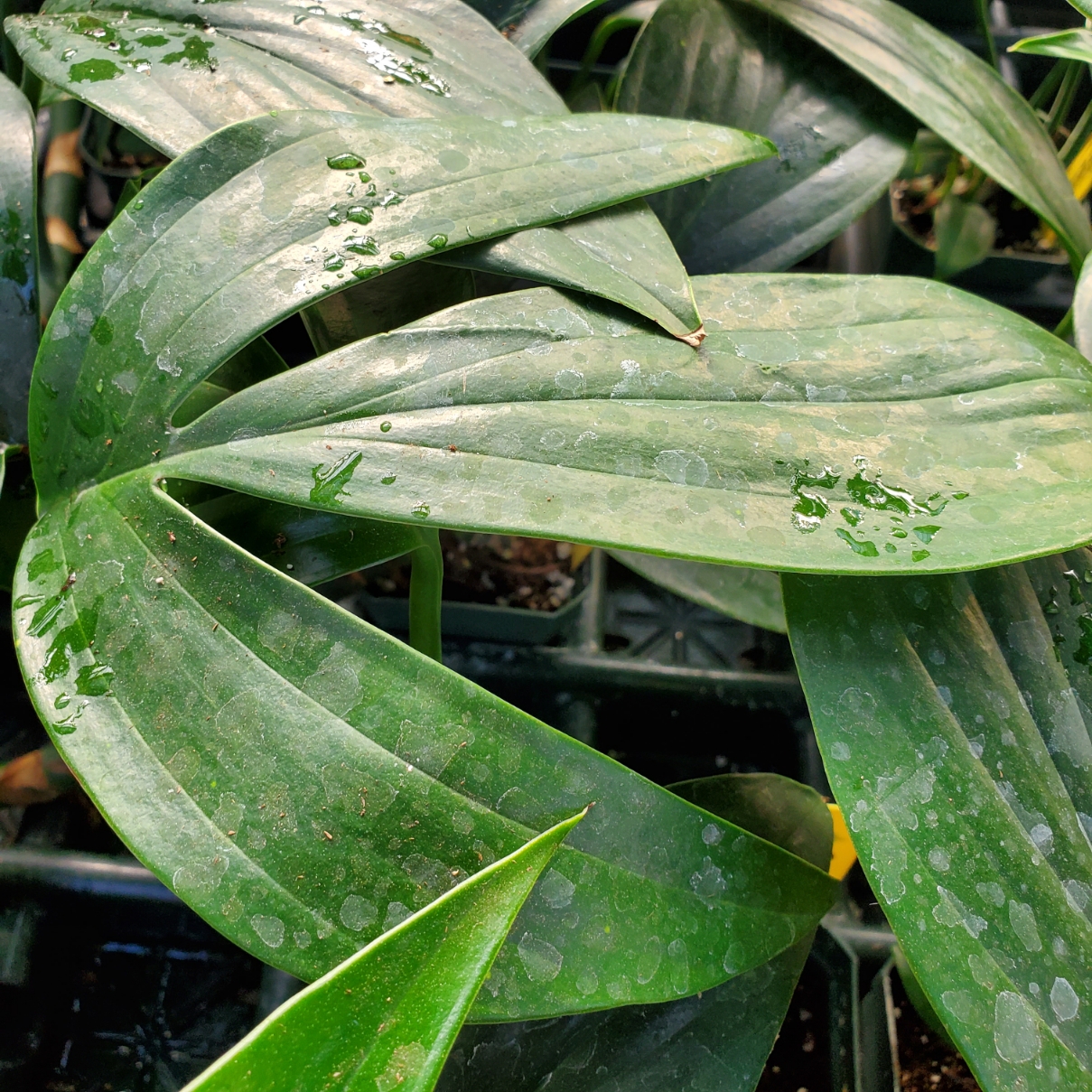 Dragon tail plant with trailing green leaves in a resizer pot by Studley Flower Gardens