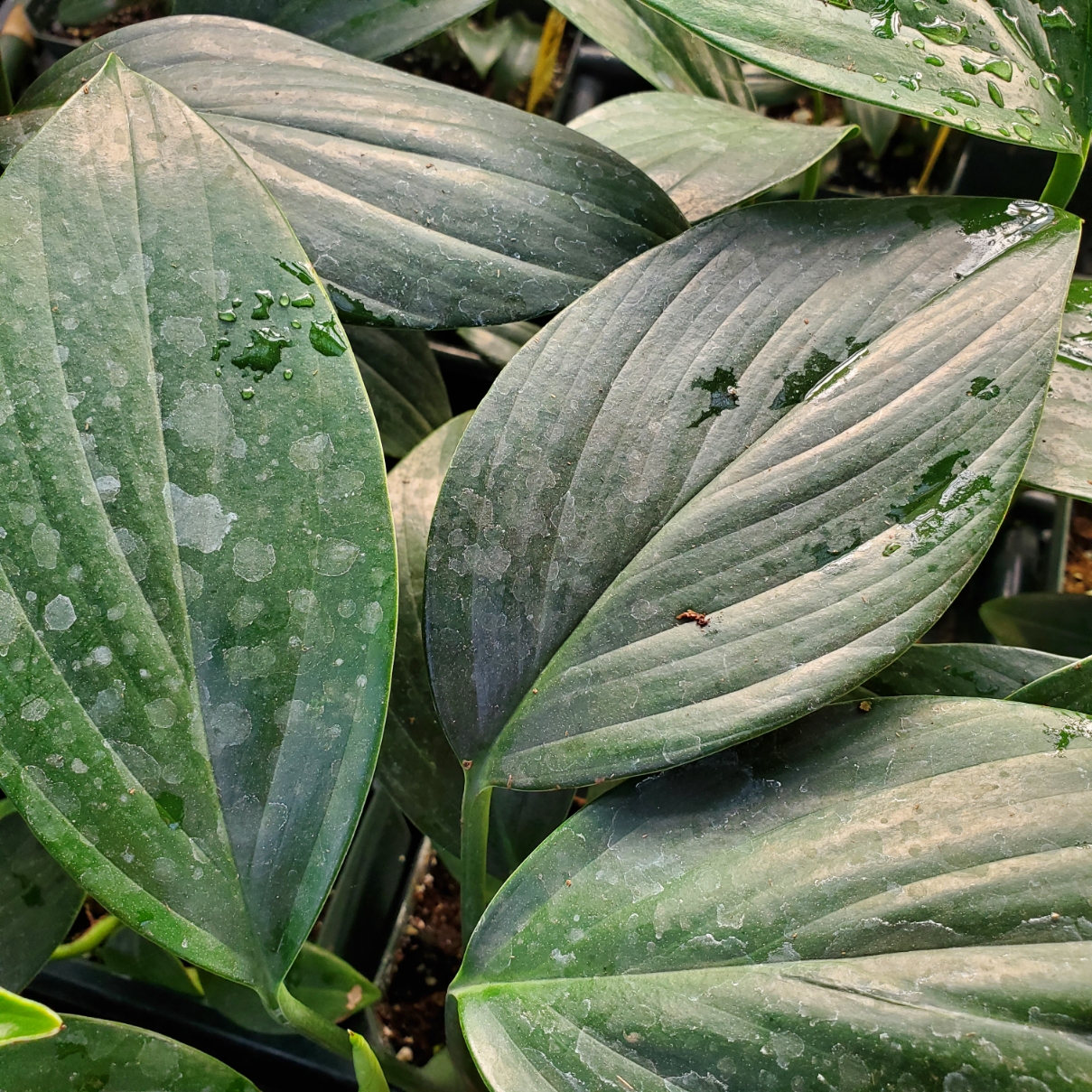 dragon tail plant detail image
