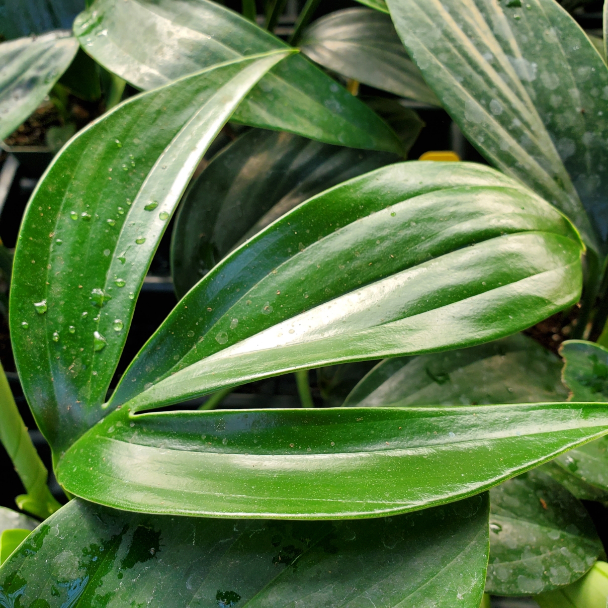 Dragon tail plant with split-leaf trailing vines in resizer pot by Studley Flower Gardens