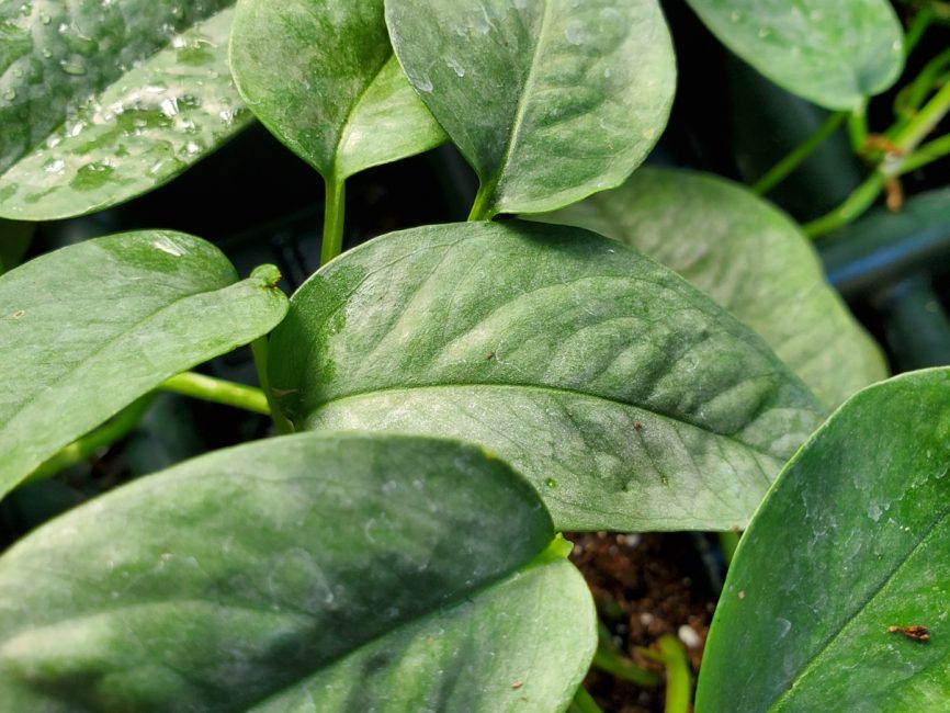 Cebu Blue Pothos trailing vine with silvery-blue leaves by Studley Flower Gardens