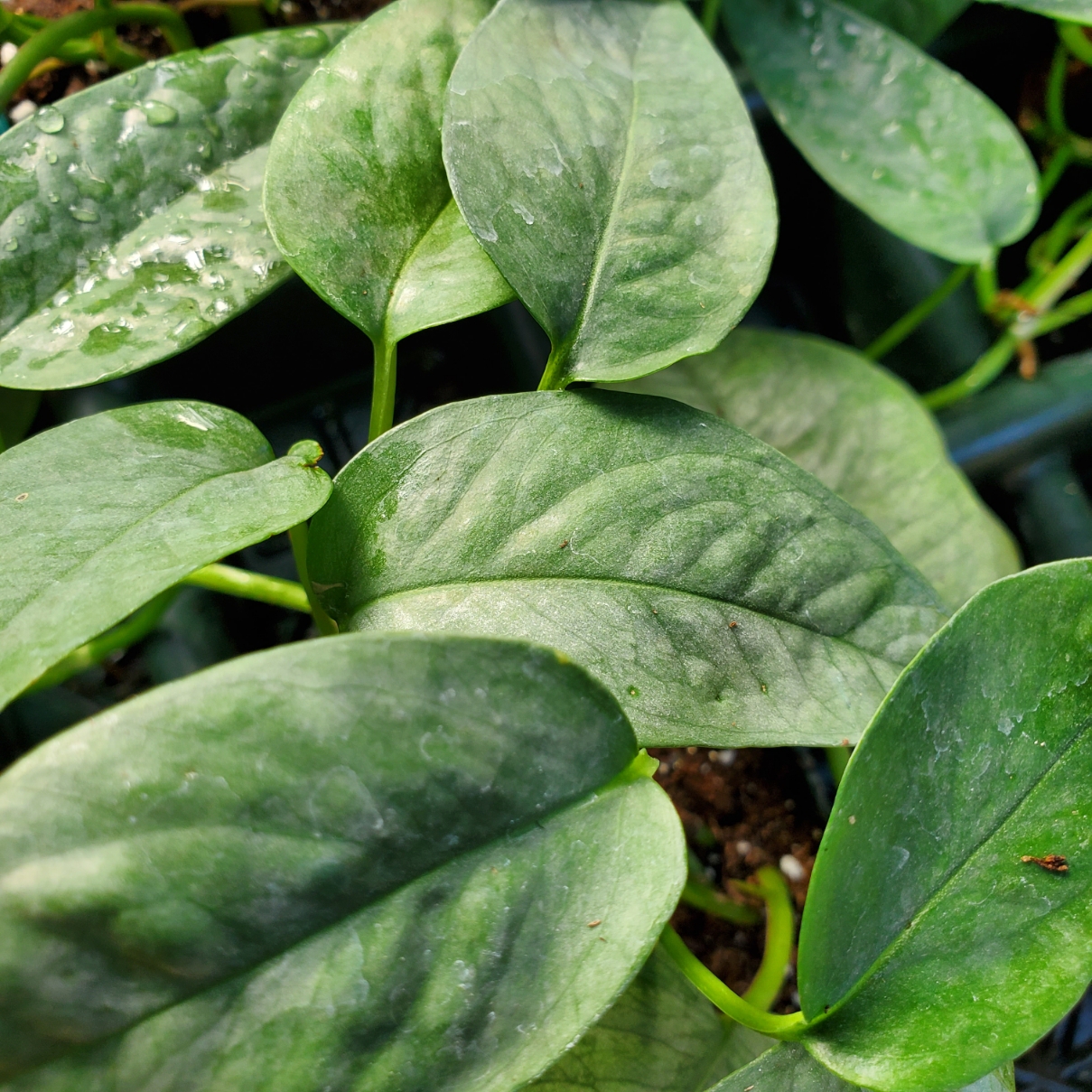 Cebu Blue Pothos trailing vine with silvery-blue leaves by Studley Flower Gardens