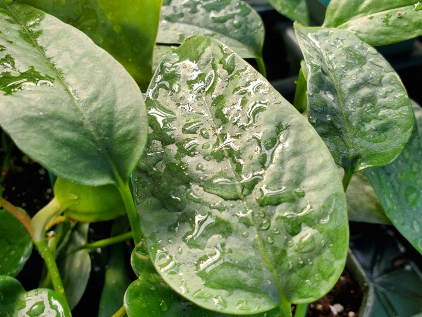 Cebu Blue Pothos trailing plant with blue-green leaves by Studley Flower Gardens