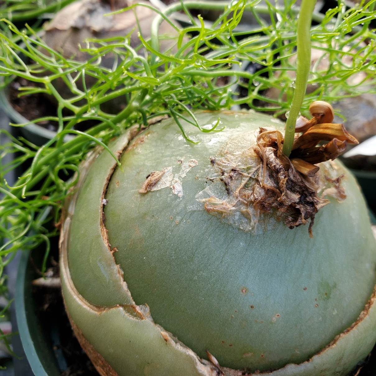Climbing onion succulent with bulbous base and thin vining stems by Studley Flower Gardens