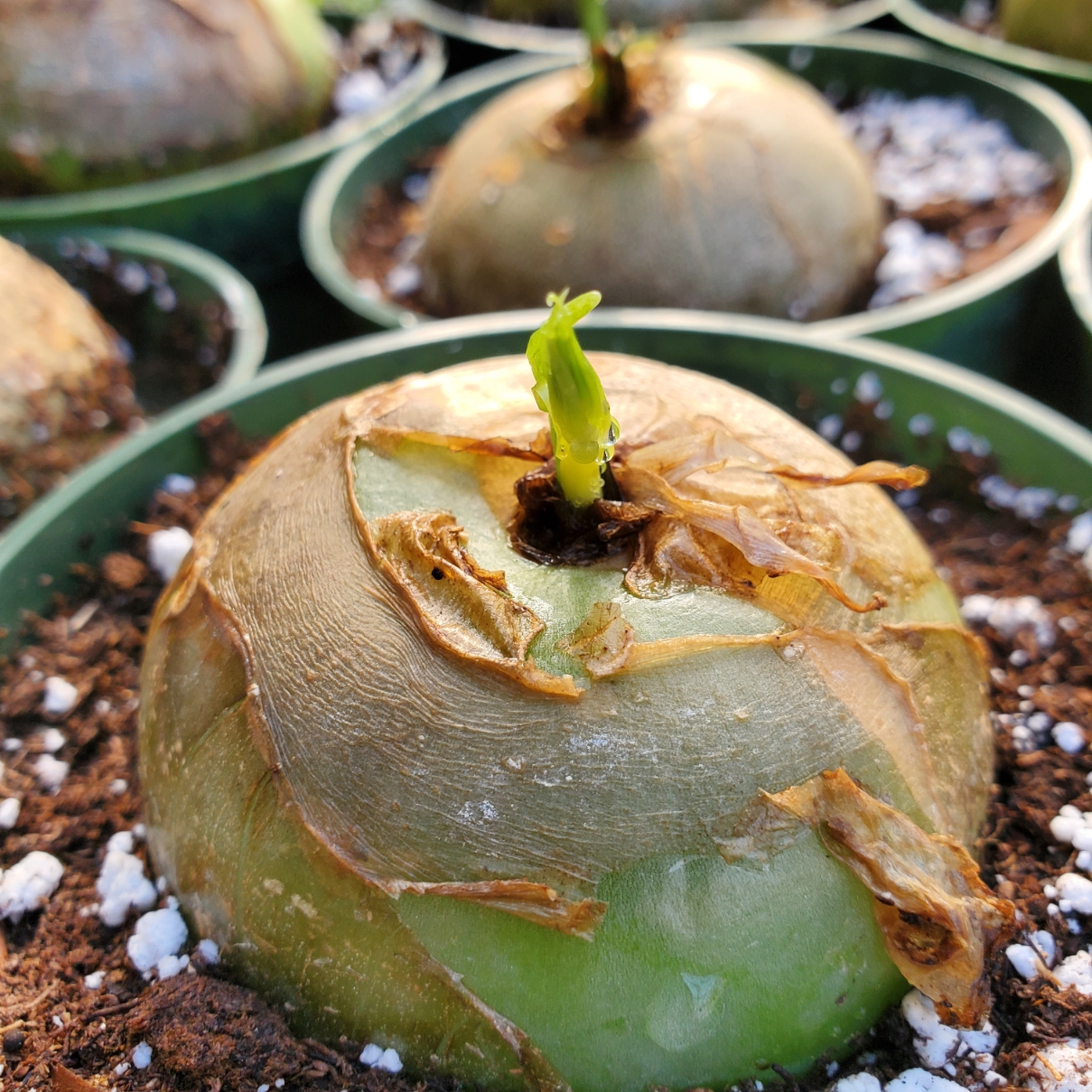 Climbing onion succulent with medium growth rate on windowsill by Studley Flower Gardens