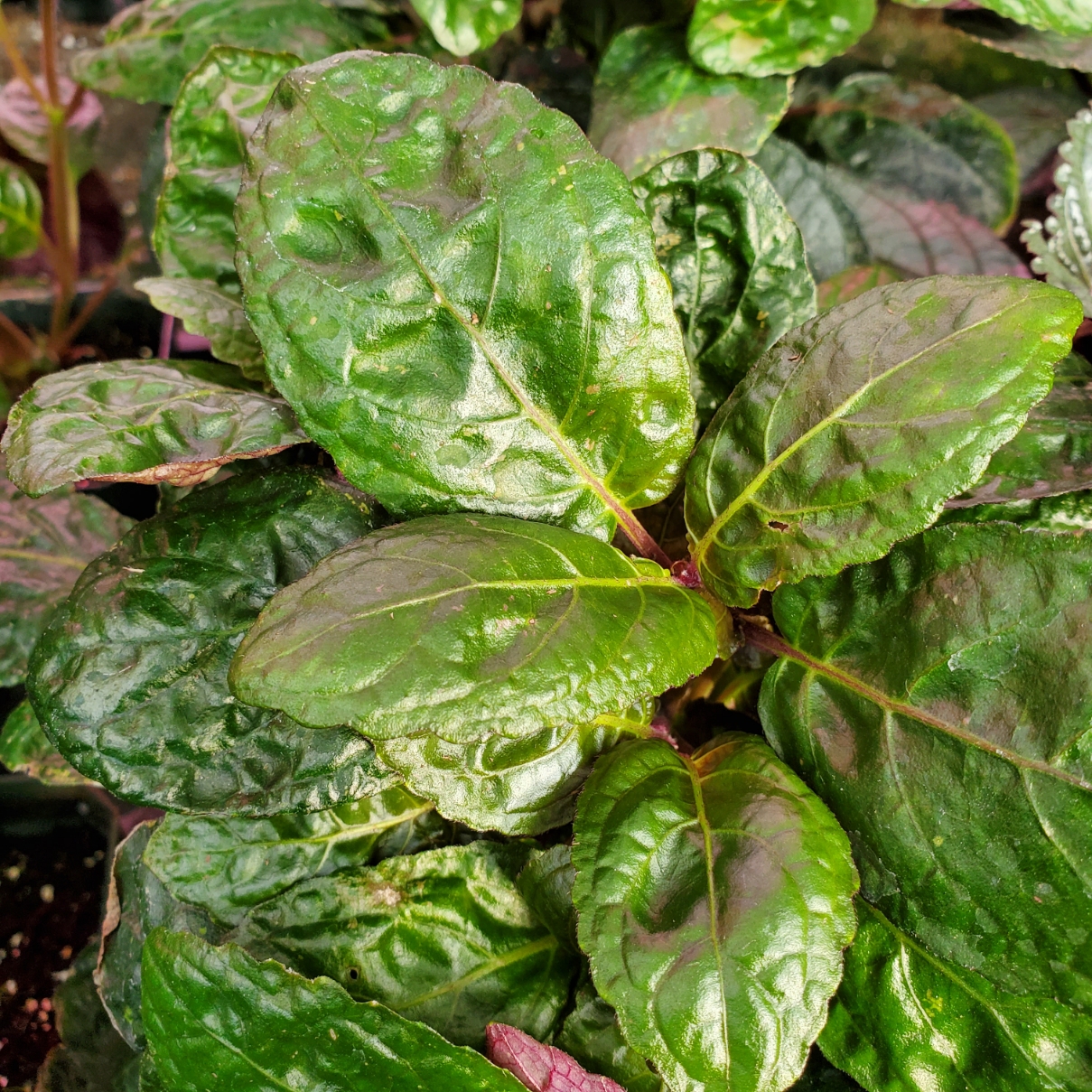 Purple waffle plant with crinkled green and purple leaves in a 3-inch pot by Studley Flower Gardens