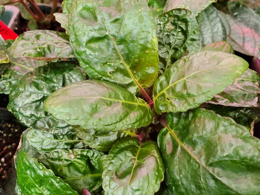 Purple waffle plant with textured leaves suitable for terrariums by Studley Flower Gardens