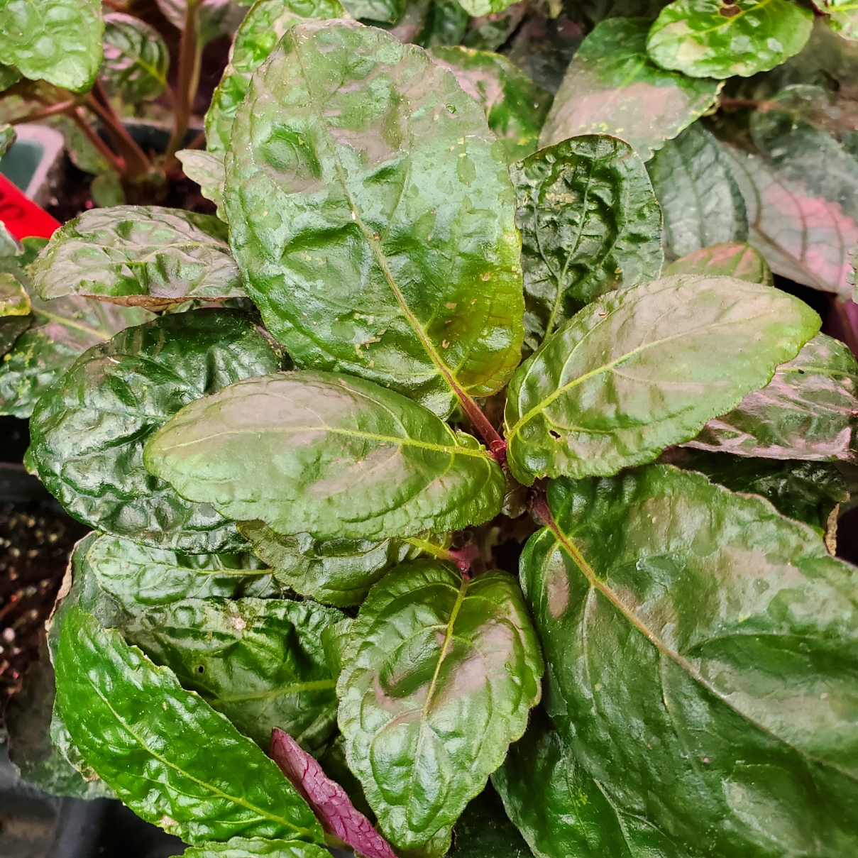 Purple waffle plant with textured leaves suitable for terrariums by Studley Flower Gardens