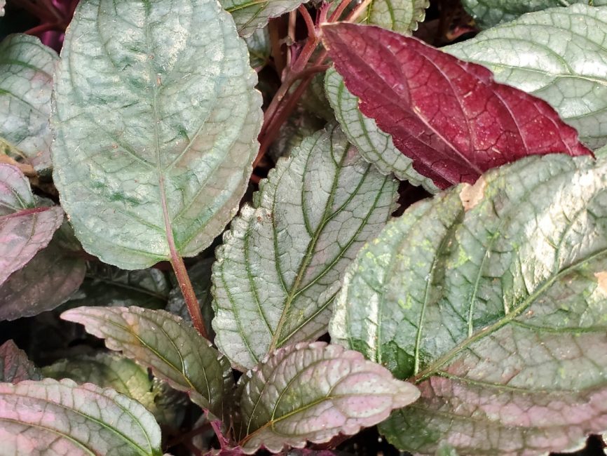 purple waffle plant with textured leaves in terrarium setting by Studley Flower Gardens