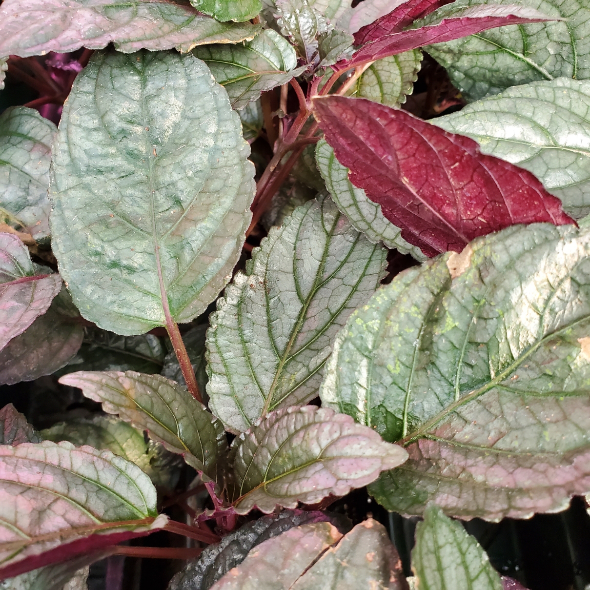 purple waffle plant with textured leaves in terrarium setting by Studley Flower Gardens