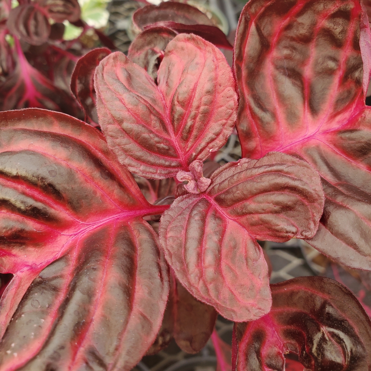 Bloodleaf iresine with vibrant red leaves in a 4.5 inch pot by Studley Flower Gardens