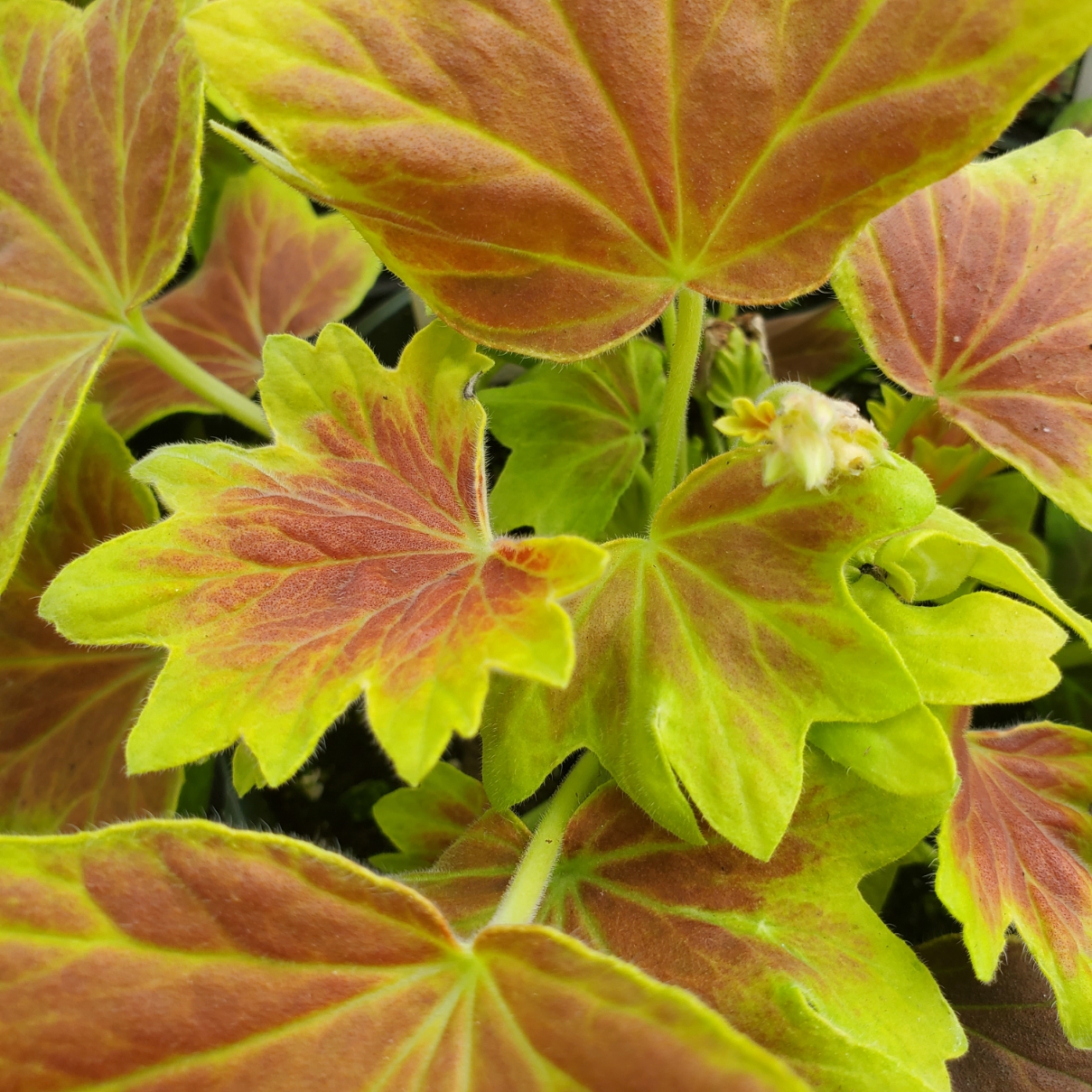 Vancouver Centennial Geranium with red leaves and star-shaped flowers by Studley Flower Gardens