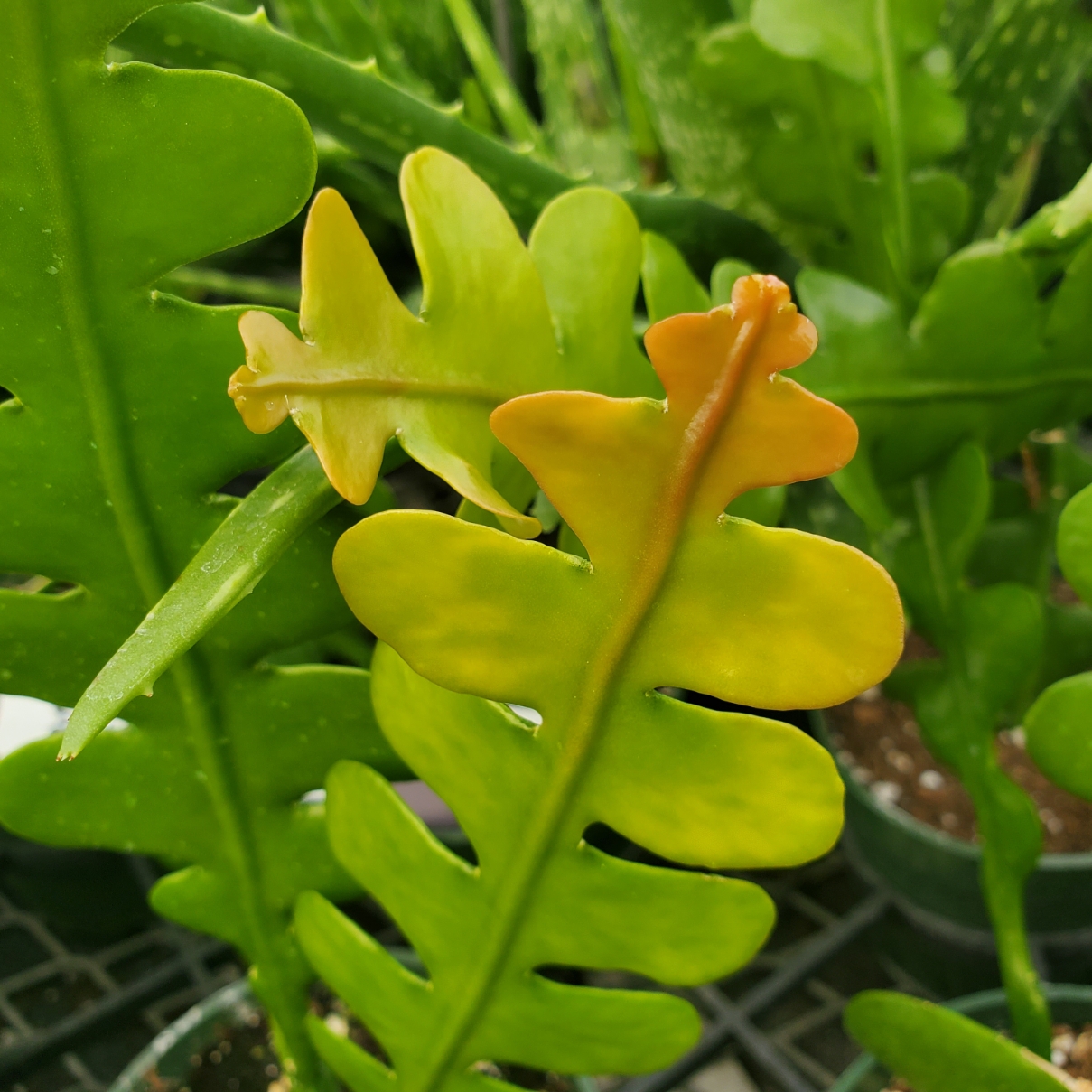 Fishbone cactus with angular zigzag stems and trailing growth by Studley Flower Gardens