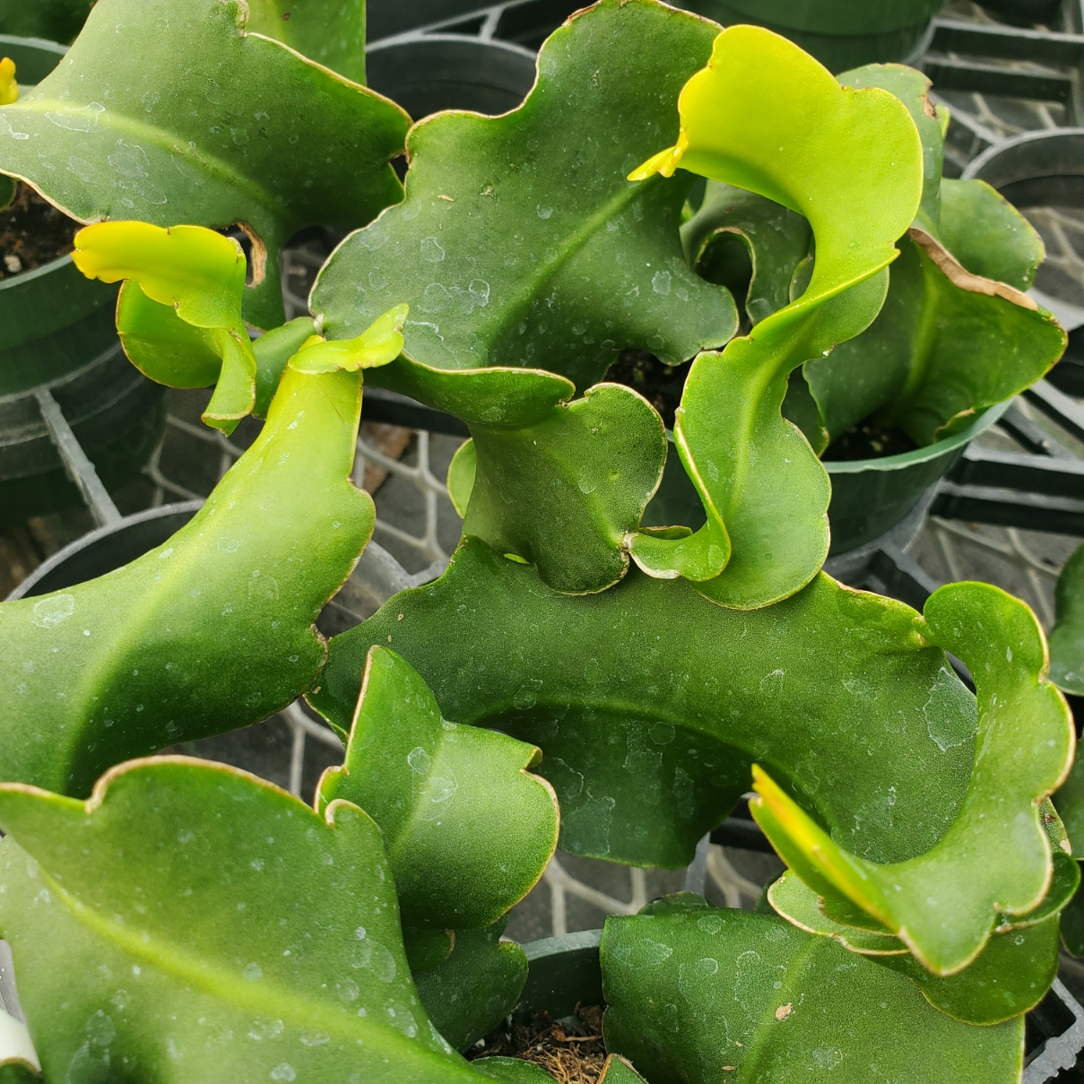 curly locks orchid cactus detail image