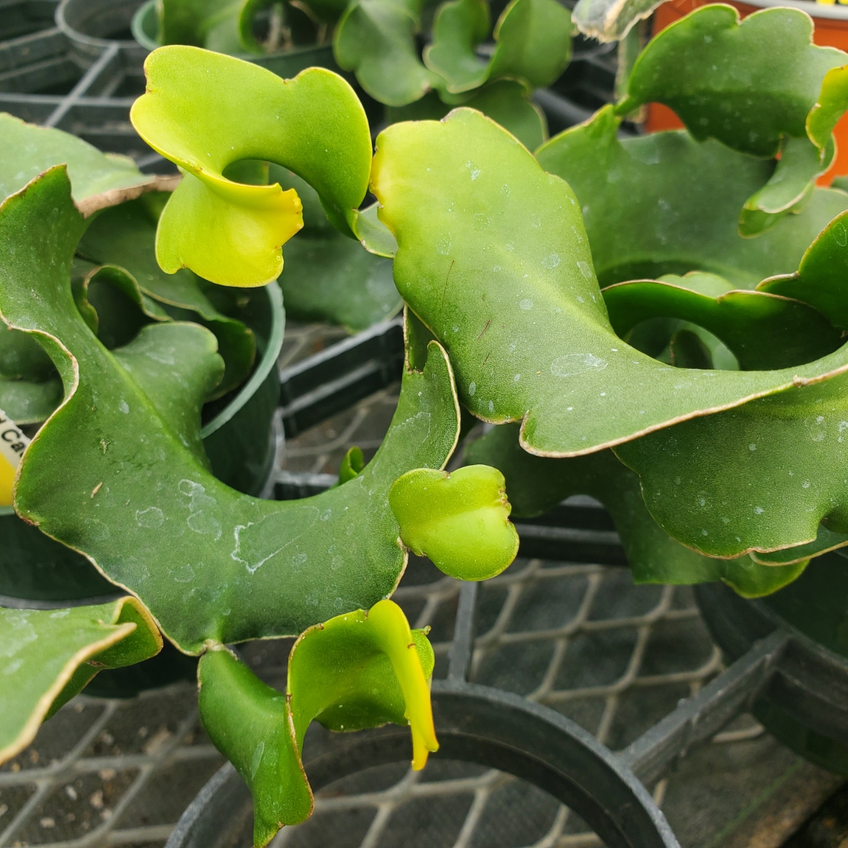 Curly locks orchid cactus with trailing succulent stems by Studley Flower Gardens