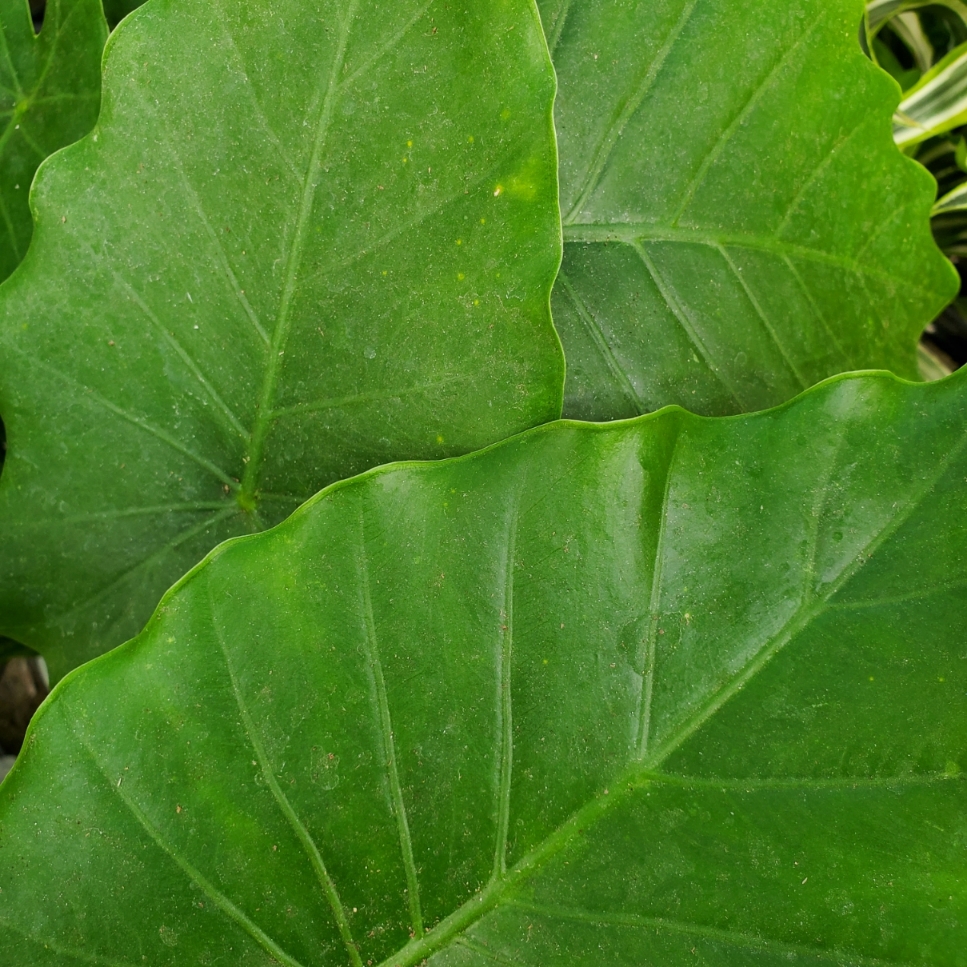 California Alocasia with large angular ruffled leaves in partial shade by Studley Flower Gardens