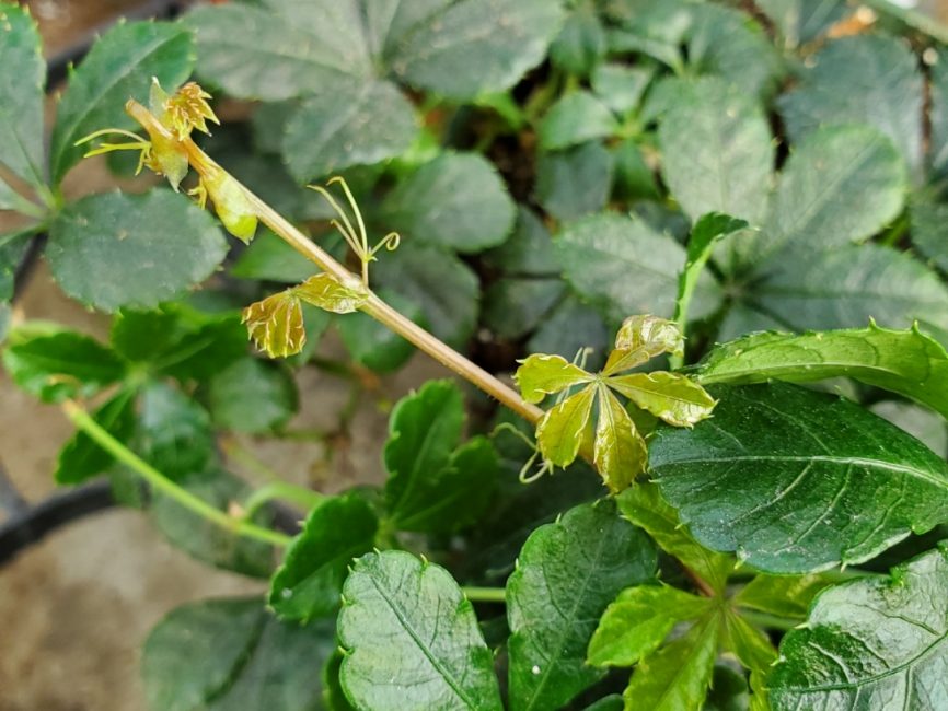 Sugar vine trailing plant with delicate five-leaflet foliage by Studley Flower Gardens