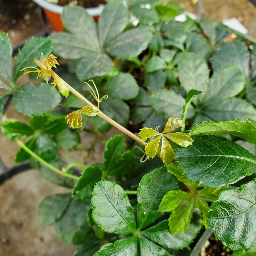 Sugar vine trailing plant with delicate five-leaflet foliage by Studley Flower Gardens