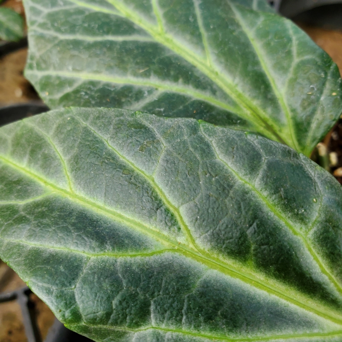 Amazon jungle vine with silvery green heart-shaped leaves and white veins by Studley Flower Gardens