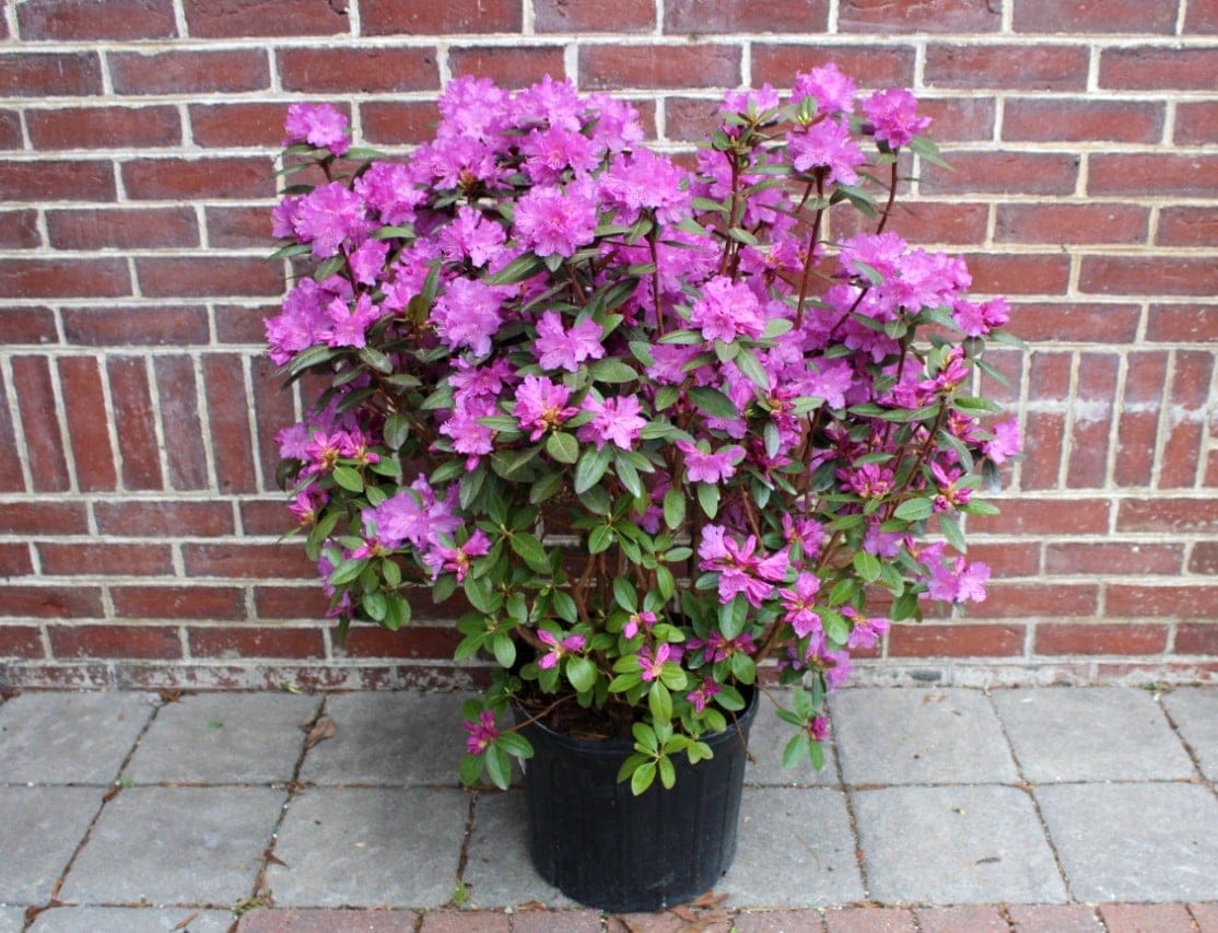 Rhododendron bush with abundant violet pink blooms by Studley Flower Gardens