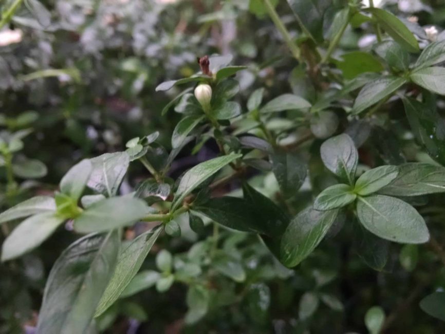 Tree of thousand stars, serissa with scaled foliage by Studley Flower Gardens