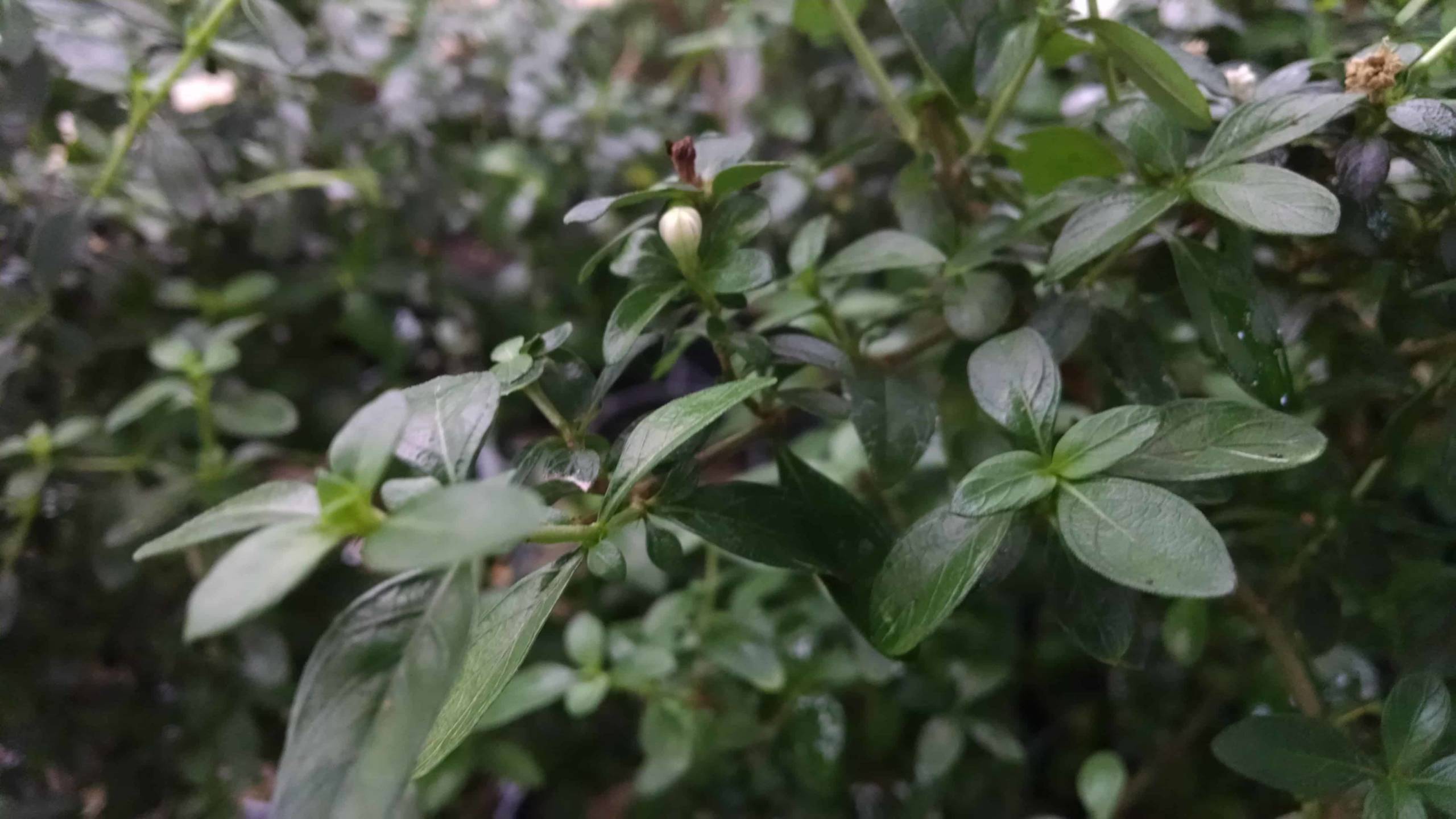 Tree of thousand stars, serissa with scaled foliage by Studley Flower Gardens