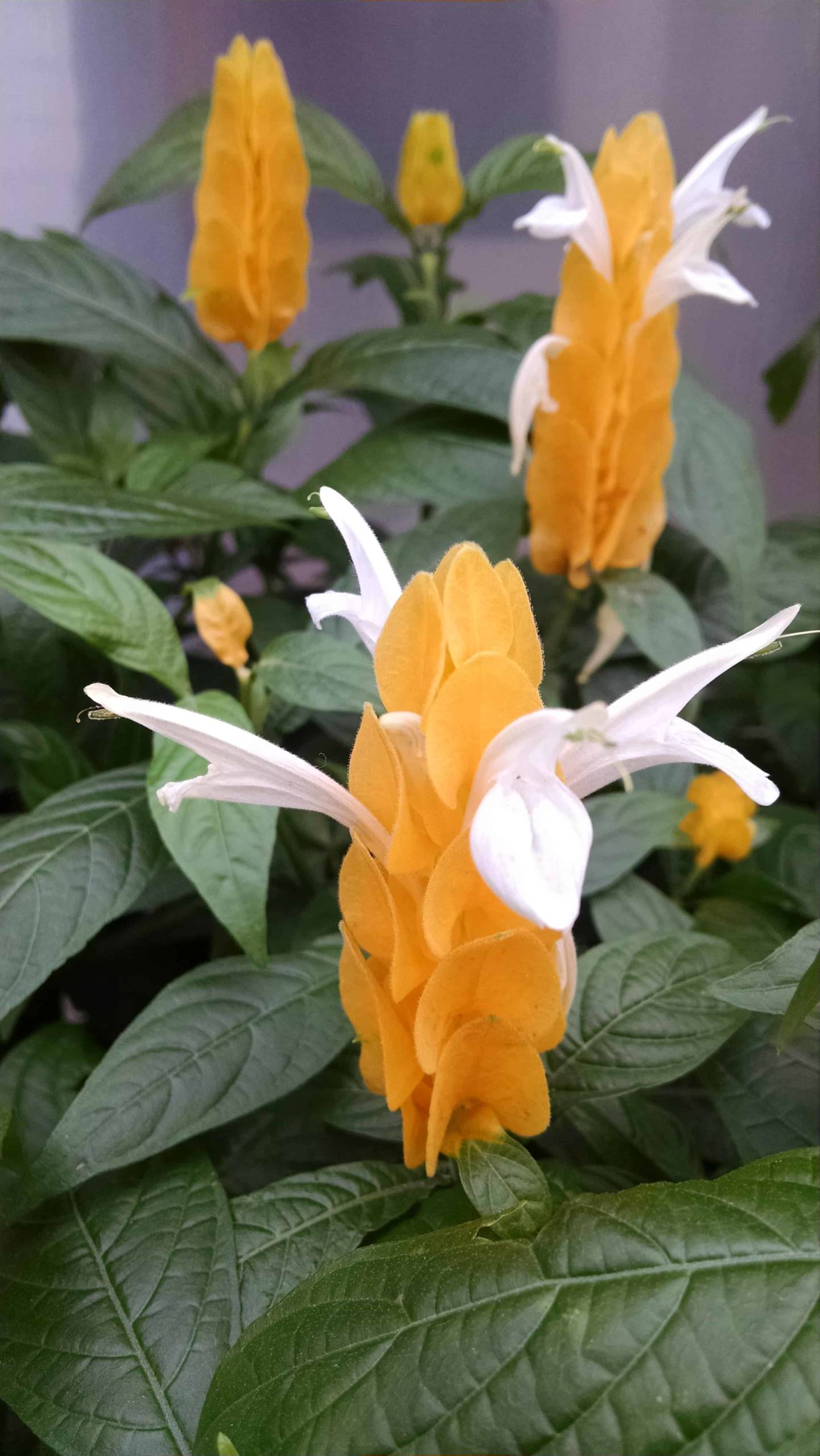 Golden shrimp plant with showy golden bracts by Studley Flower Gardens