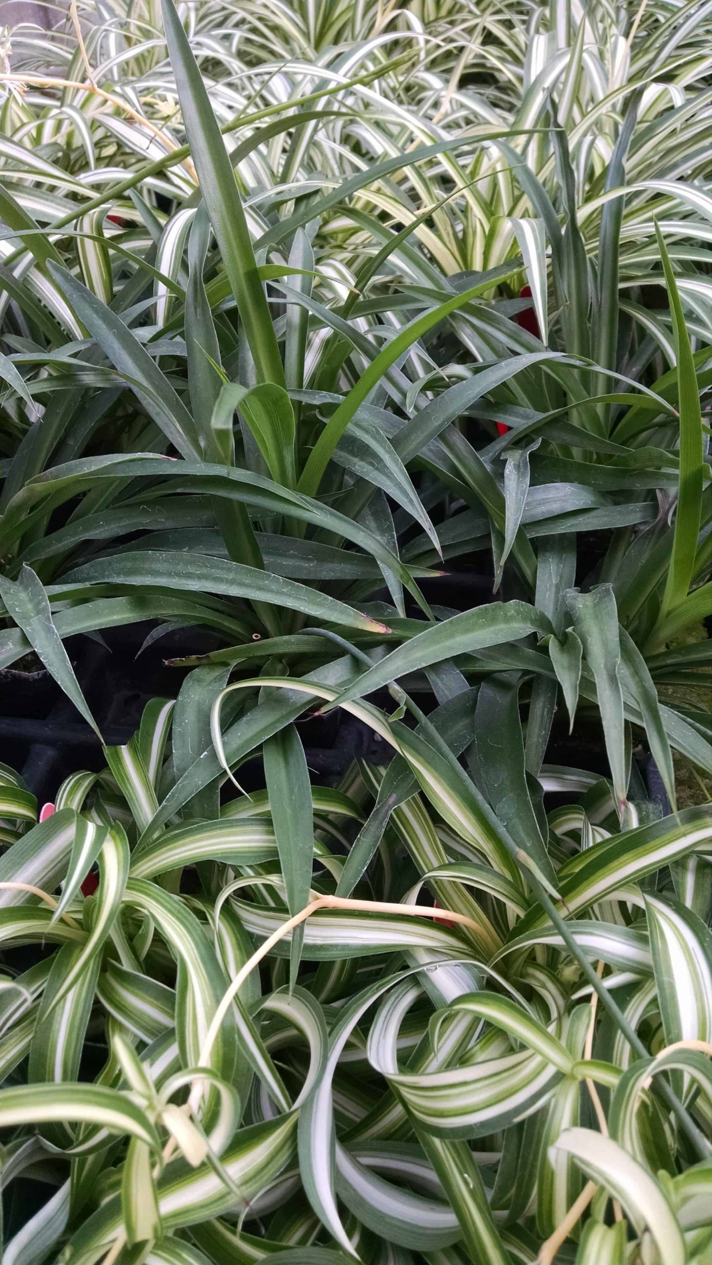 Spider plant collection with trailing foliage by Studley Flower Gardens