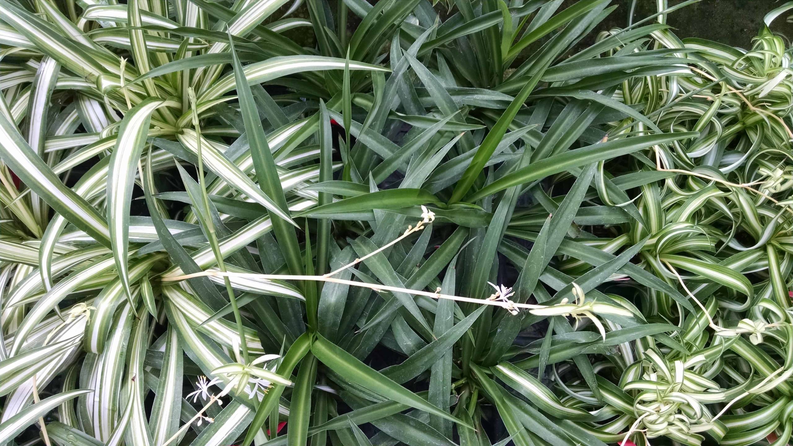 Spider plant collection with trailing foliage by Studley Flower Gardens