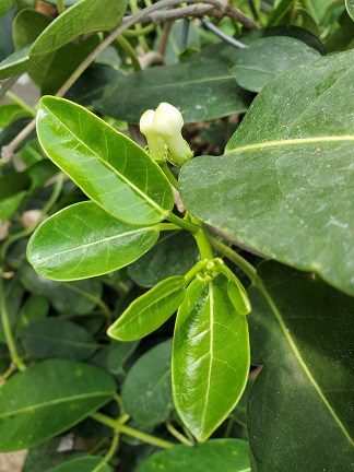 Madagascar jasmine with trailing blooms ideal for windowsills by Studley Flower Gardens
