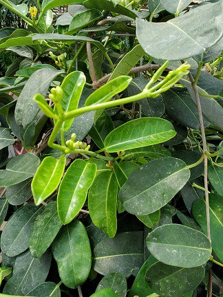 Trailing Madagascar jasmine with blooming white flowers by Studley Flower Gardens