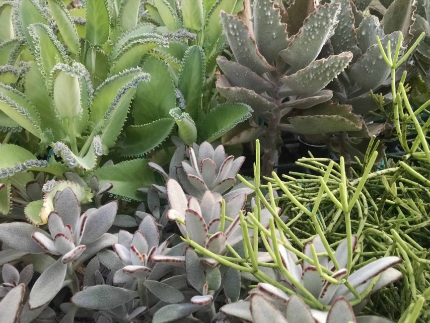 Succulent collection arranged for a windowsill display by Studley Flower Gardens