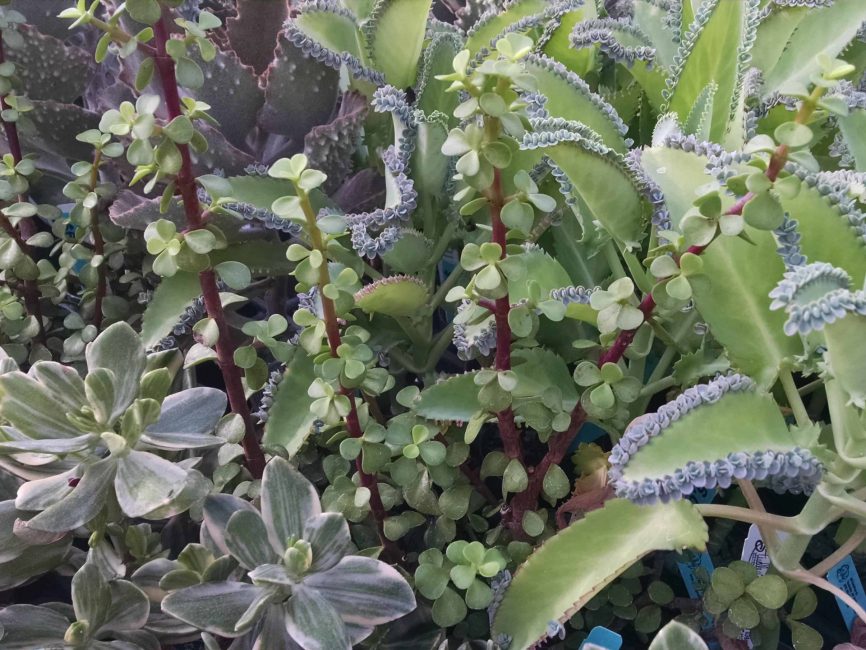 Succulent collection assortment with varied foliage colors by Studley Flower Gardens