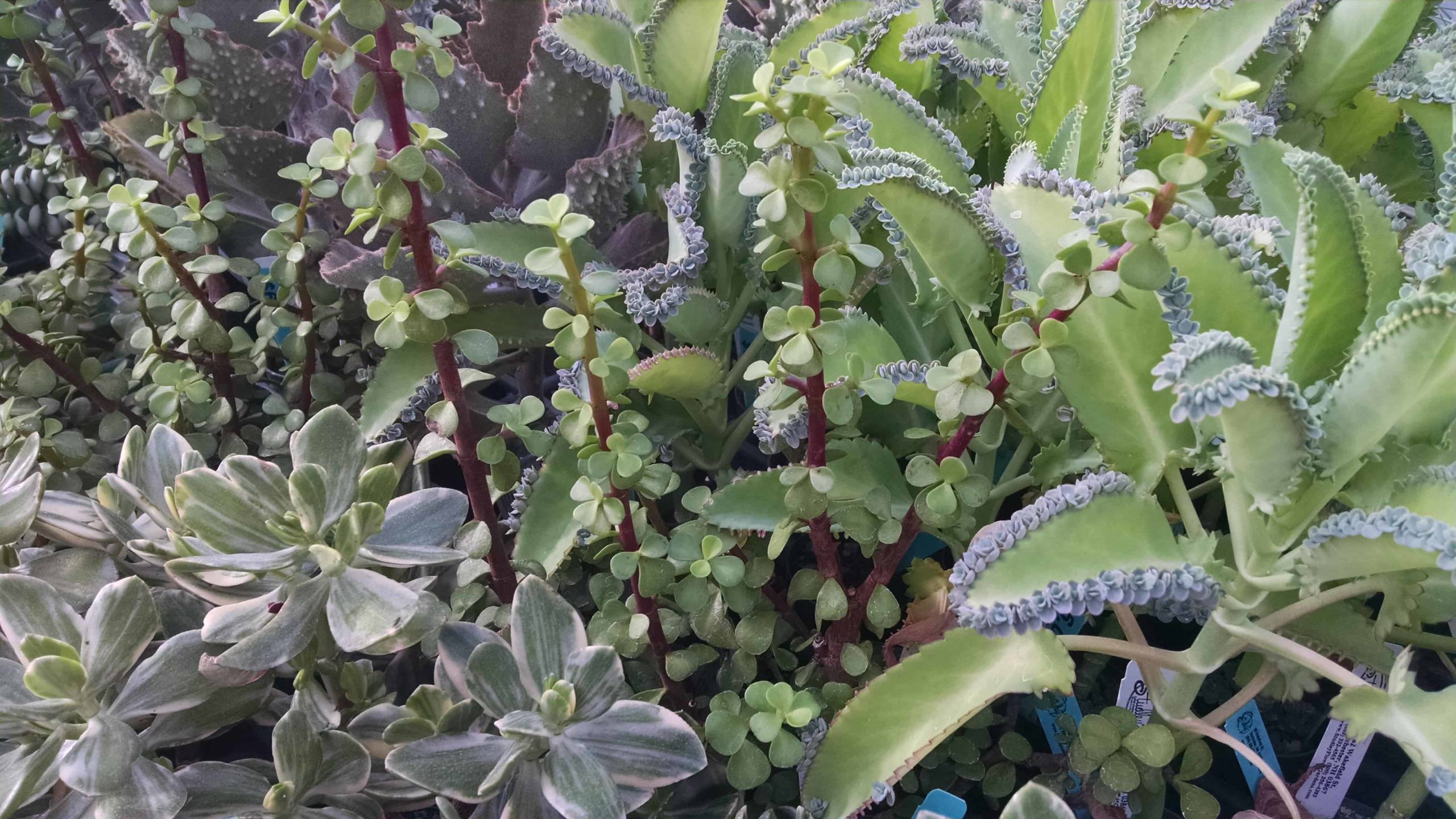 Succulent collection assortment with varied foliage colors by Studley Flower Gardens