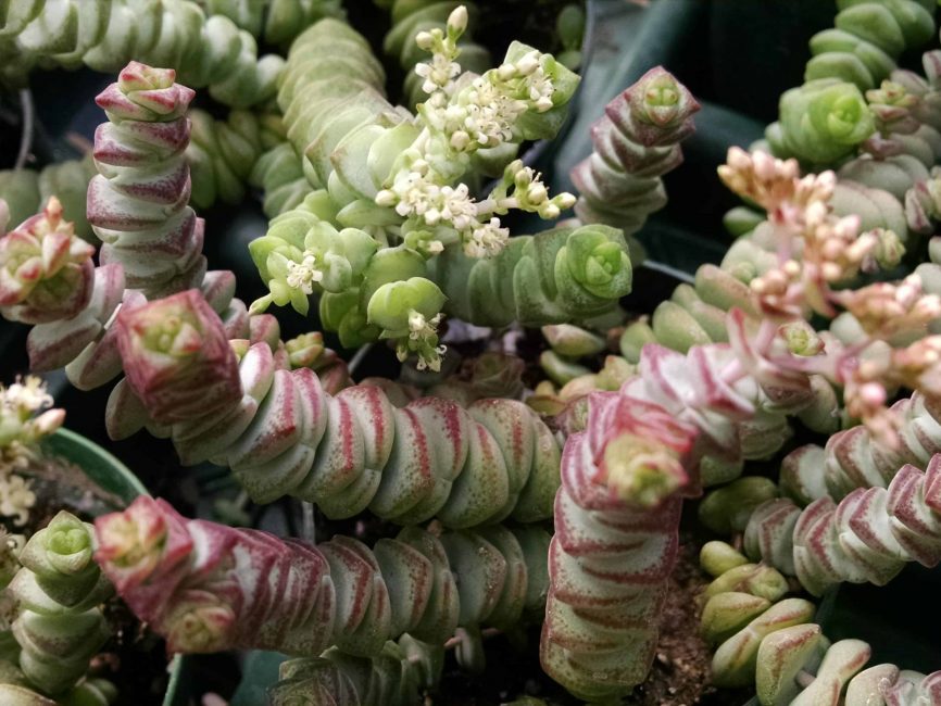 hottentot crassula detail image
