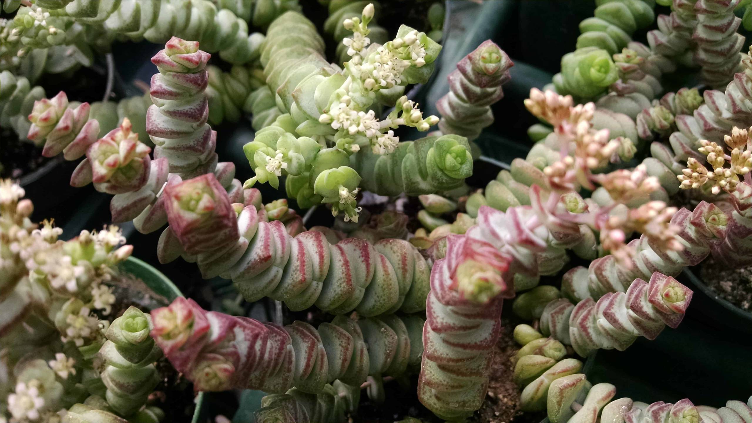 hottentot crassula detail image