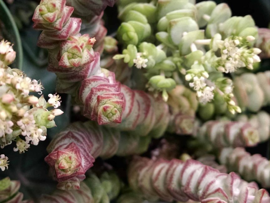 Hottentot Crassula trailing succulent by Studley Flower Gardens