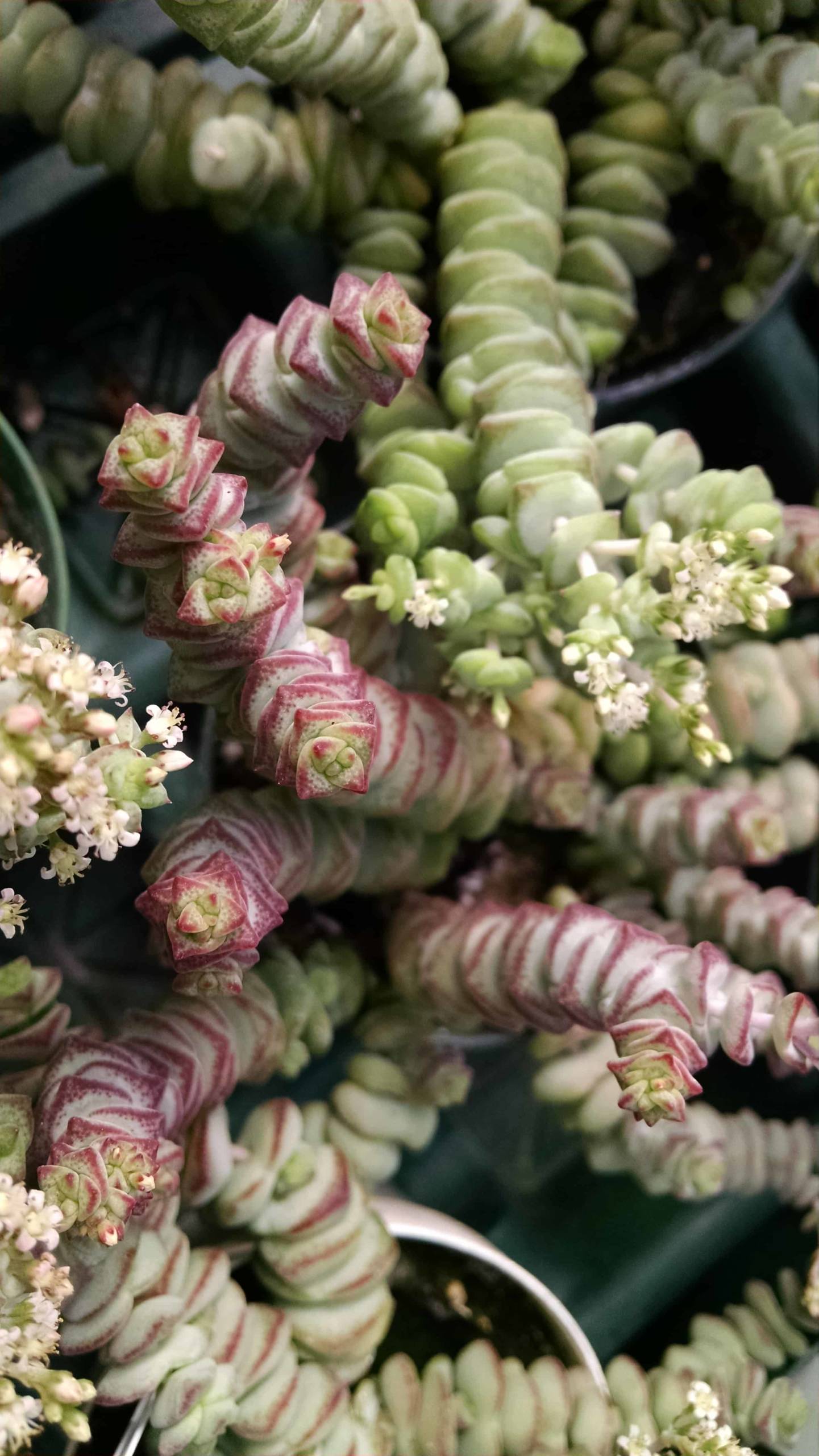 Hottentot Crassula trailing succulent by Studley Flower Gardens