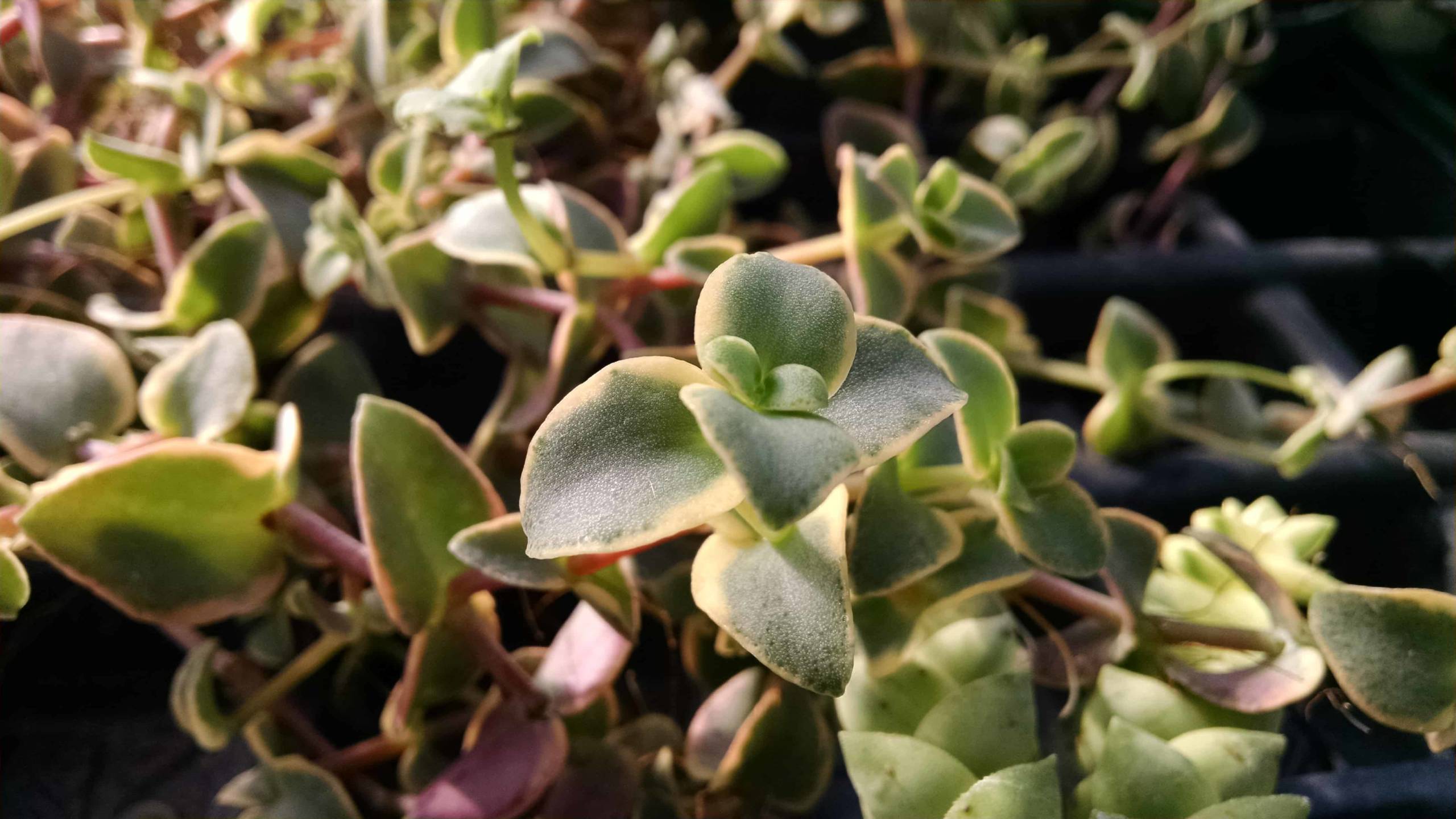 Crassula pellucida trailing succulent by Studley Flower Gardens