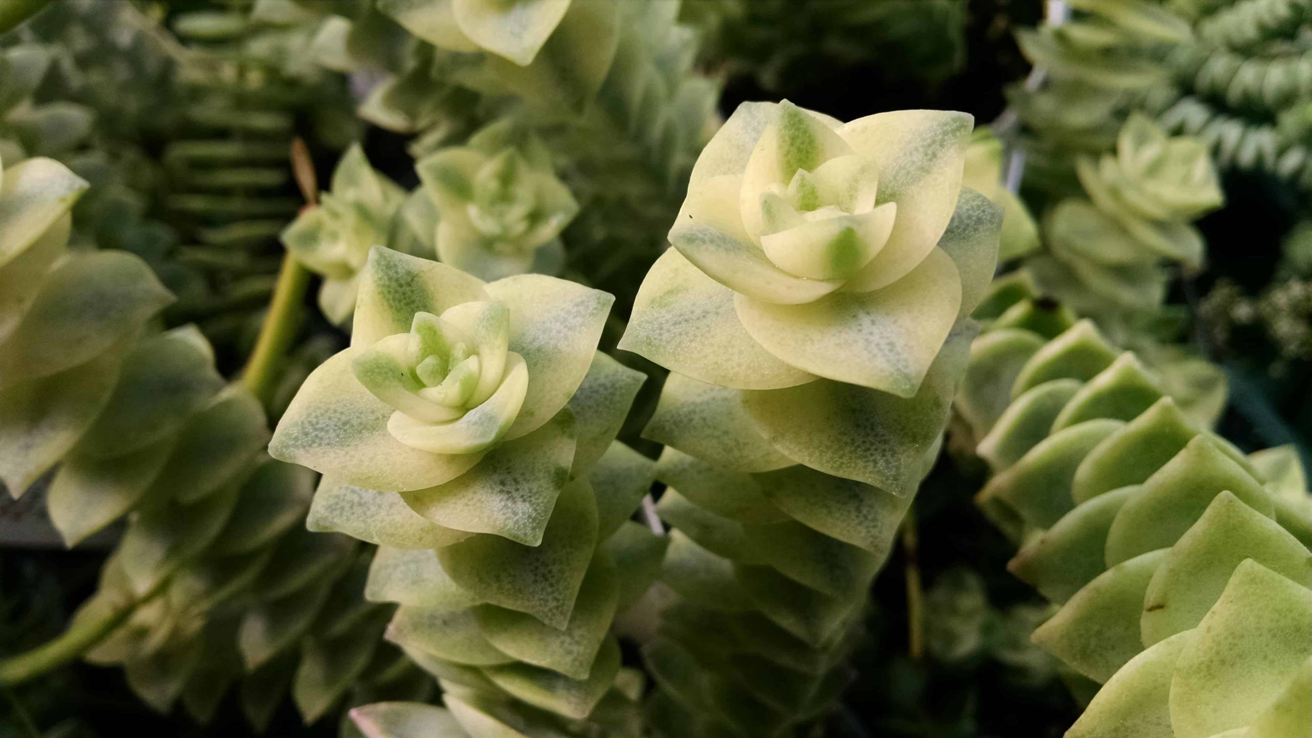 variegated string of buttons detail image