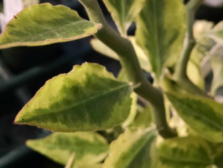 Devil’s Backbone succulent with upright variegated stems by Studley Flower Gardens