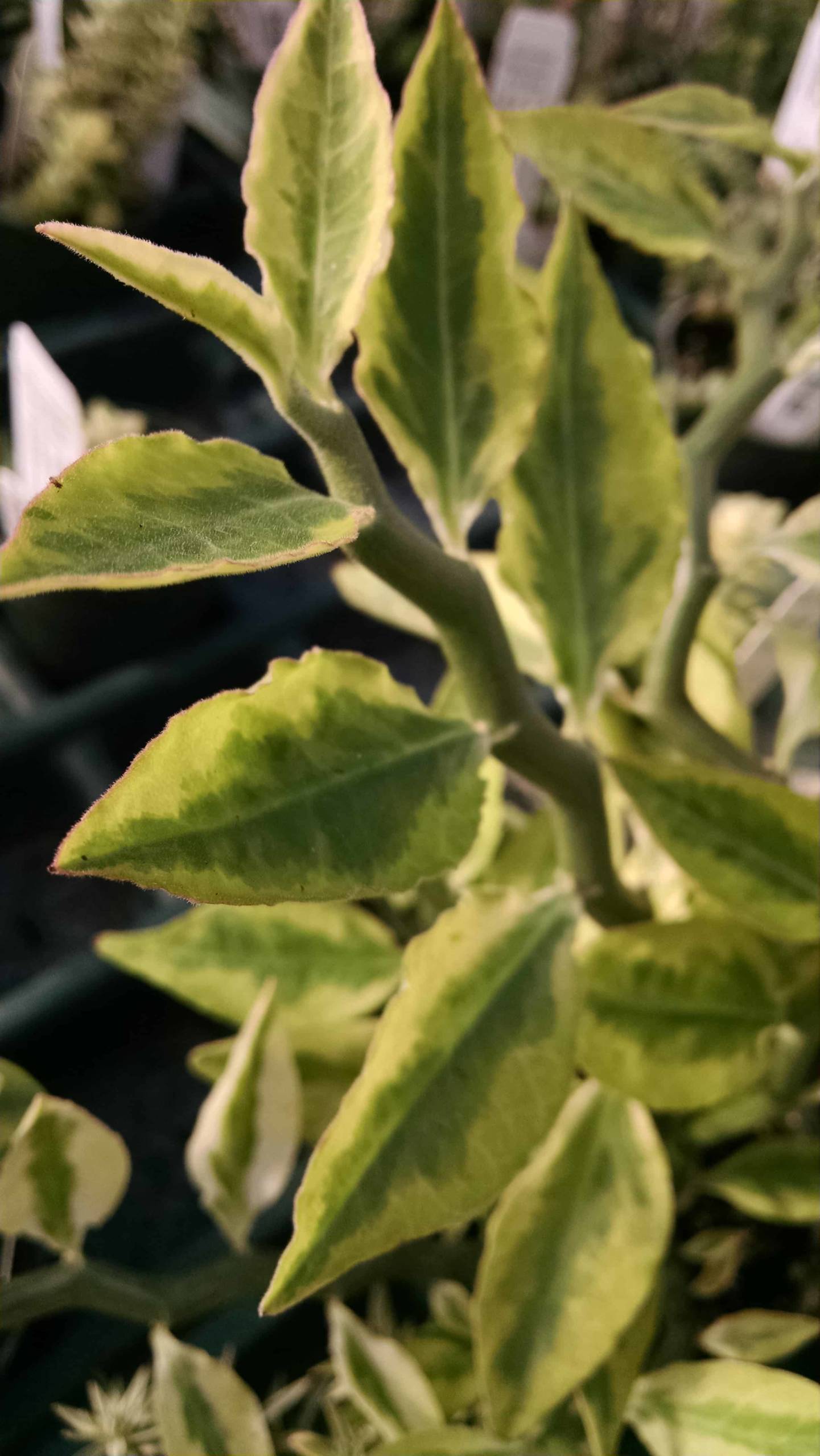 Devil’s Backbone succulent with upright variegated stems by Studley Flower Gardens