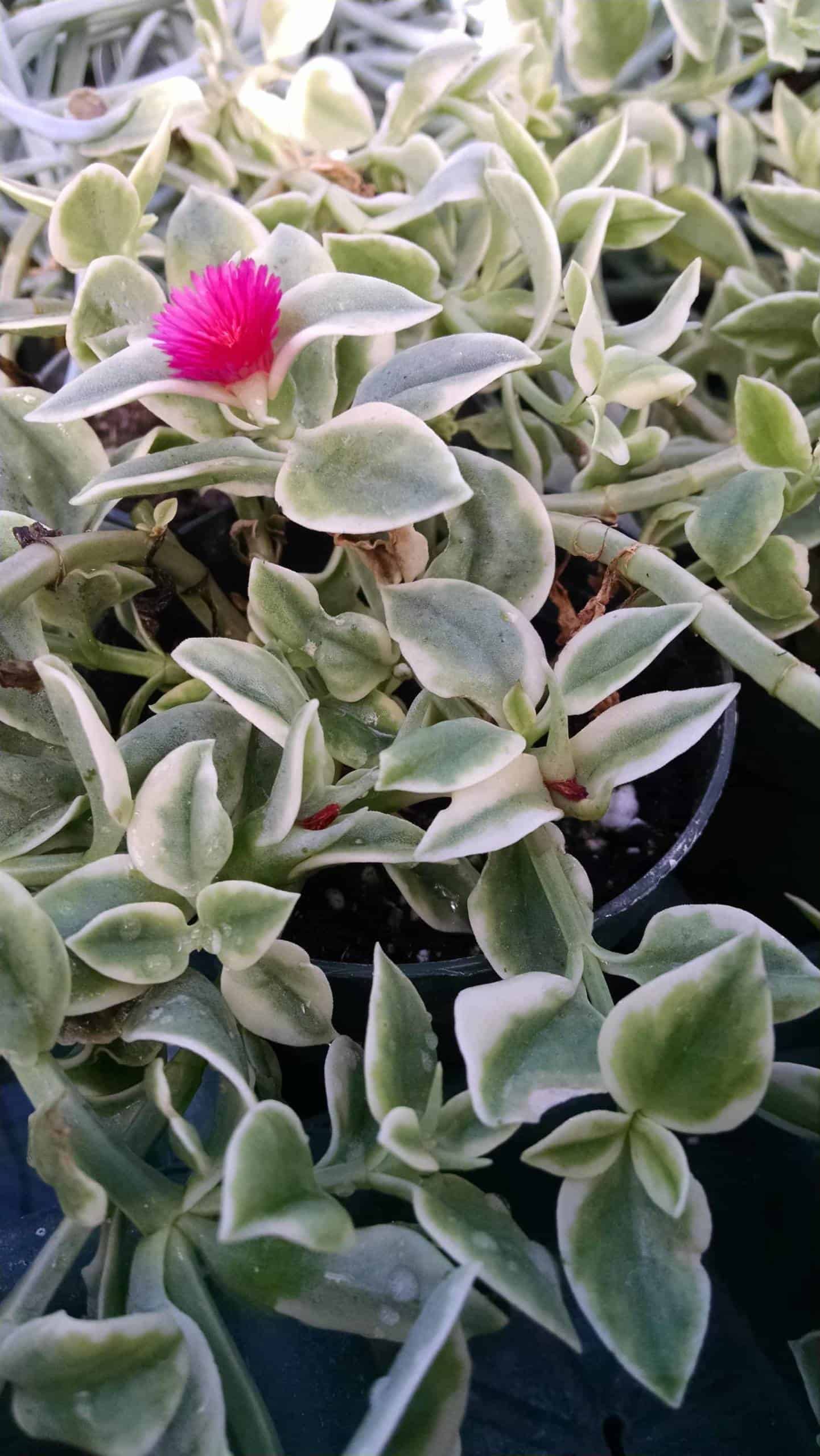 Mezoo Doroeanthus trailing succulent foliage by Studley Flower Gardens